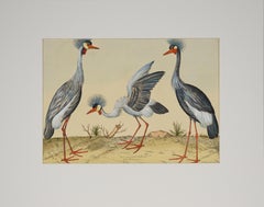 Antique "Three Herons" - Hand Watercolor Engraving