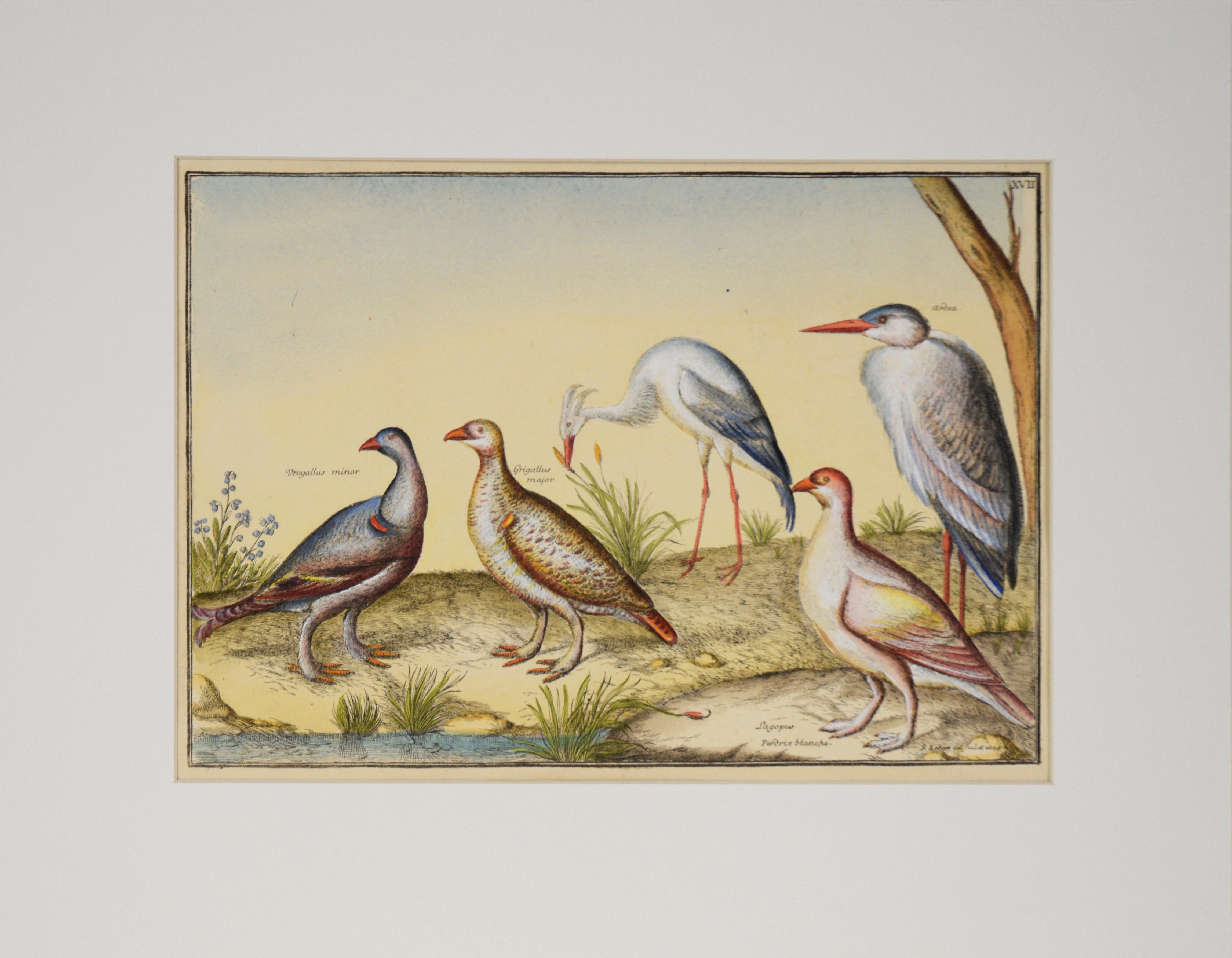 Antike Vögel – Hand-Aquarellgravur des 17. Jahrhunderts