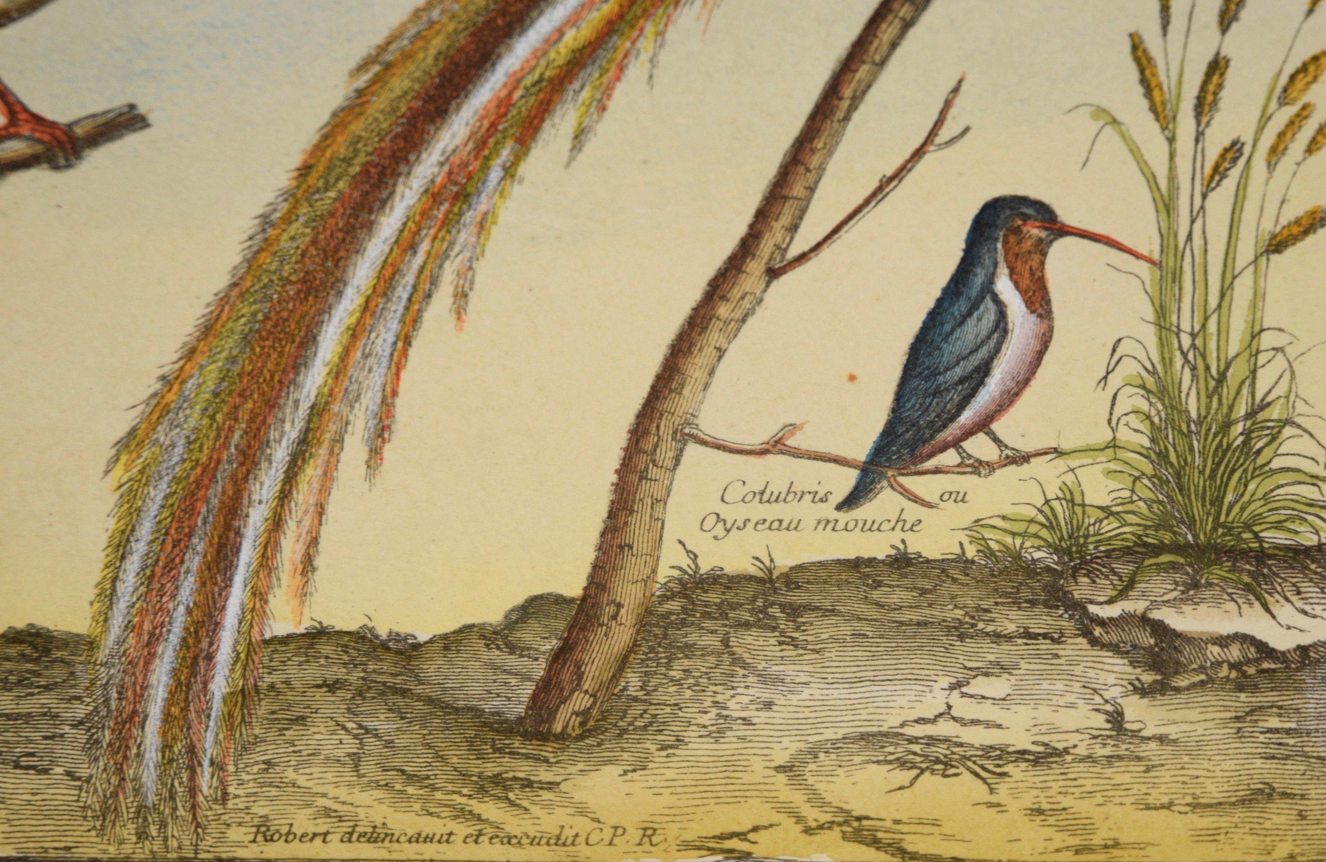 „Kollektion der seltensten Vögel“ – Hand-Aquarellgravur im Angebot 3