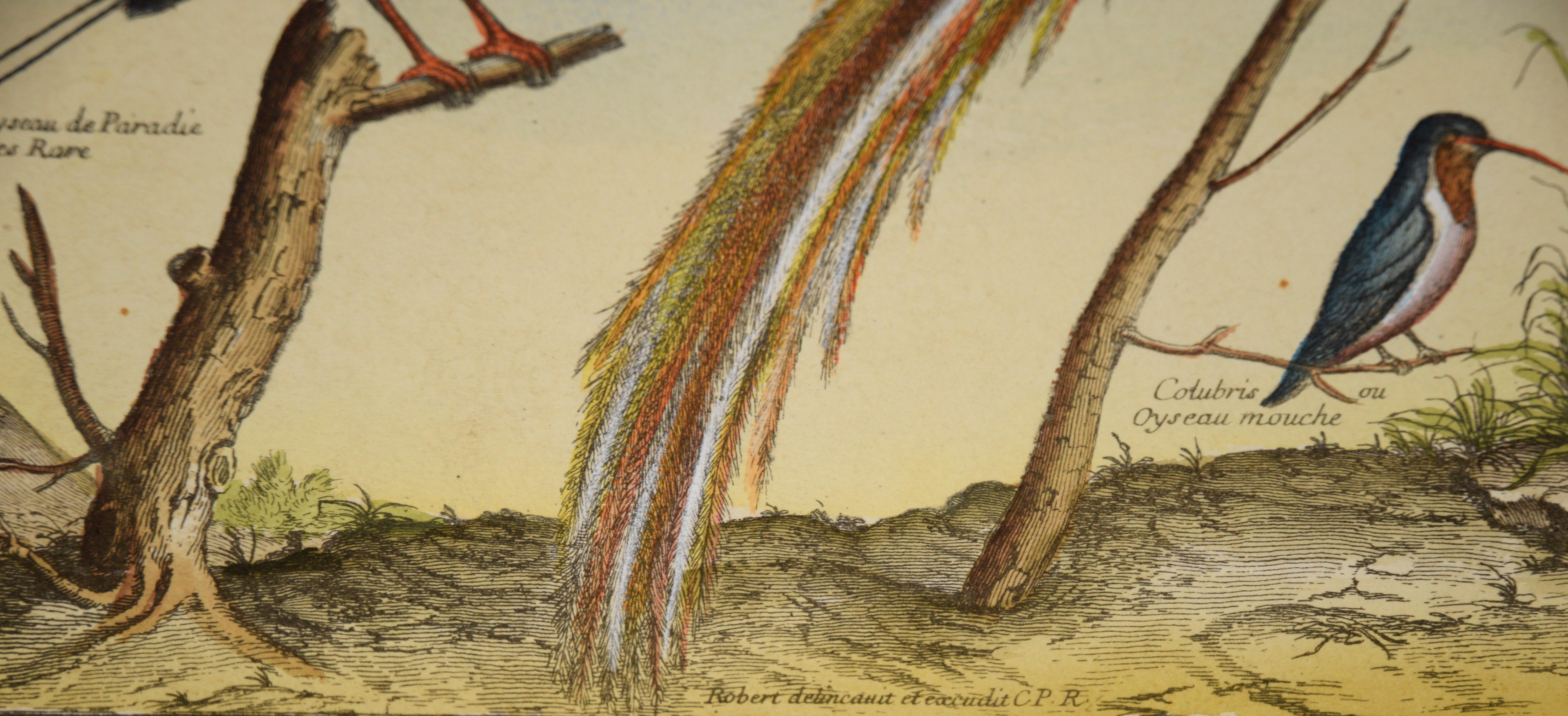 „Kollektion der seltensten Vögel“ – Hand-Aquarellgravur im Angebot 2