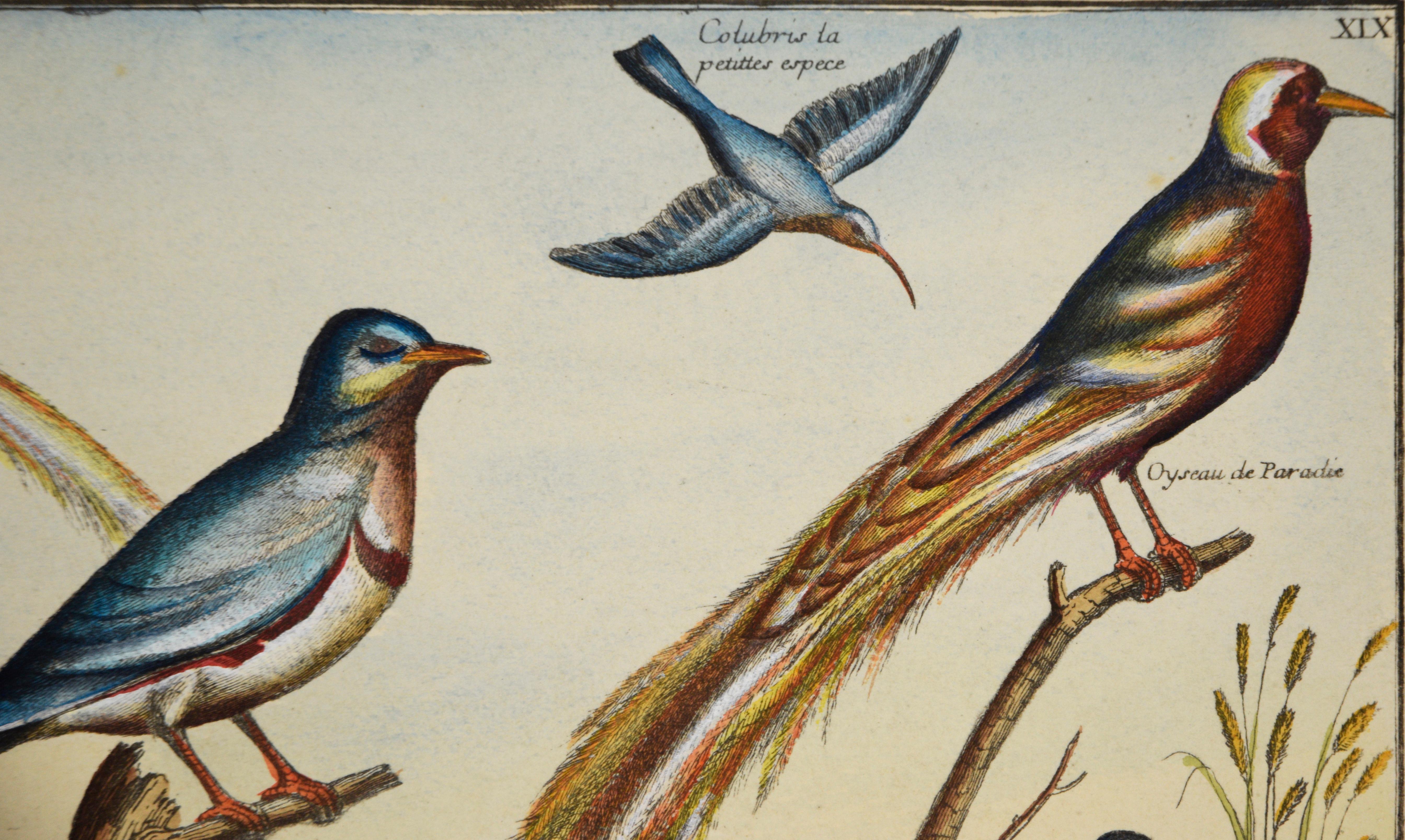 „Kollektion der seltensten Vögel“ – Hand-Aquarellgravur im Angebot 1