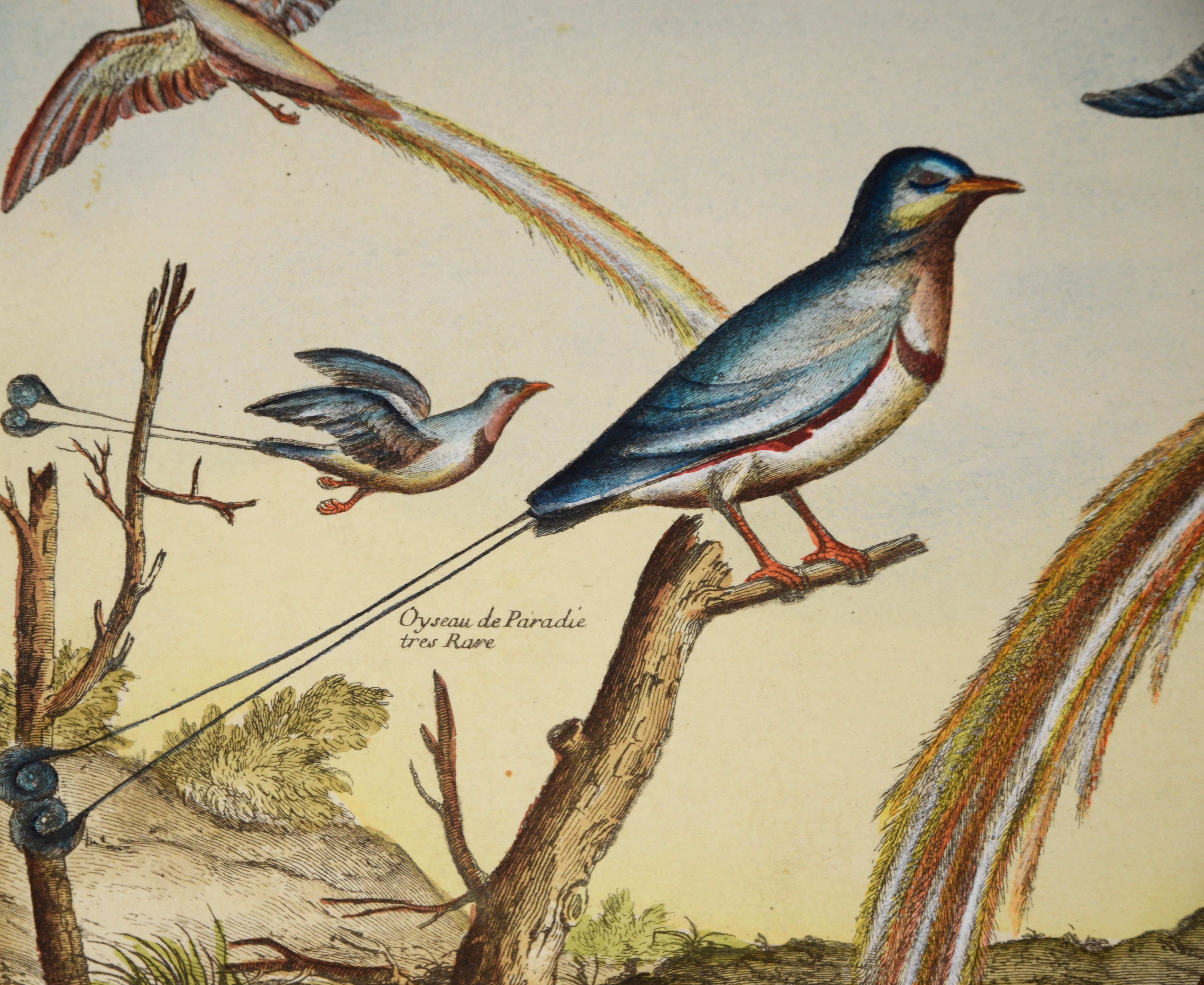 „Kollektion der seltensten Vögel“ – Hand-Aquarellgravur (Beige), Animal Print, von Nicolas Robert