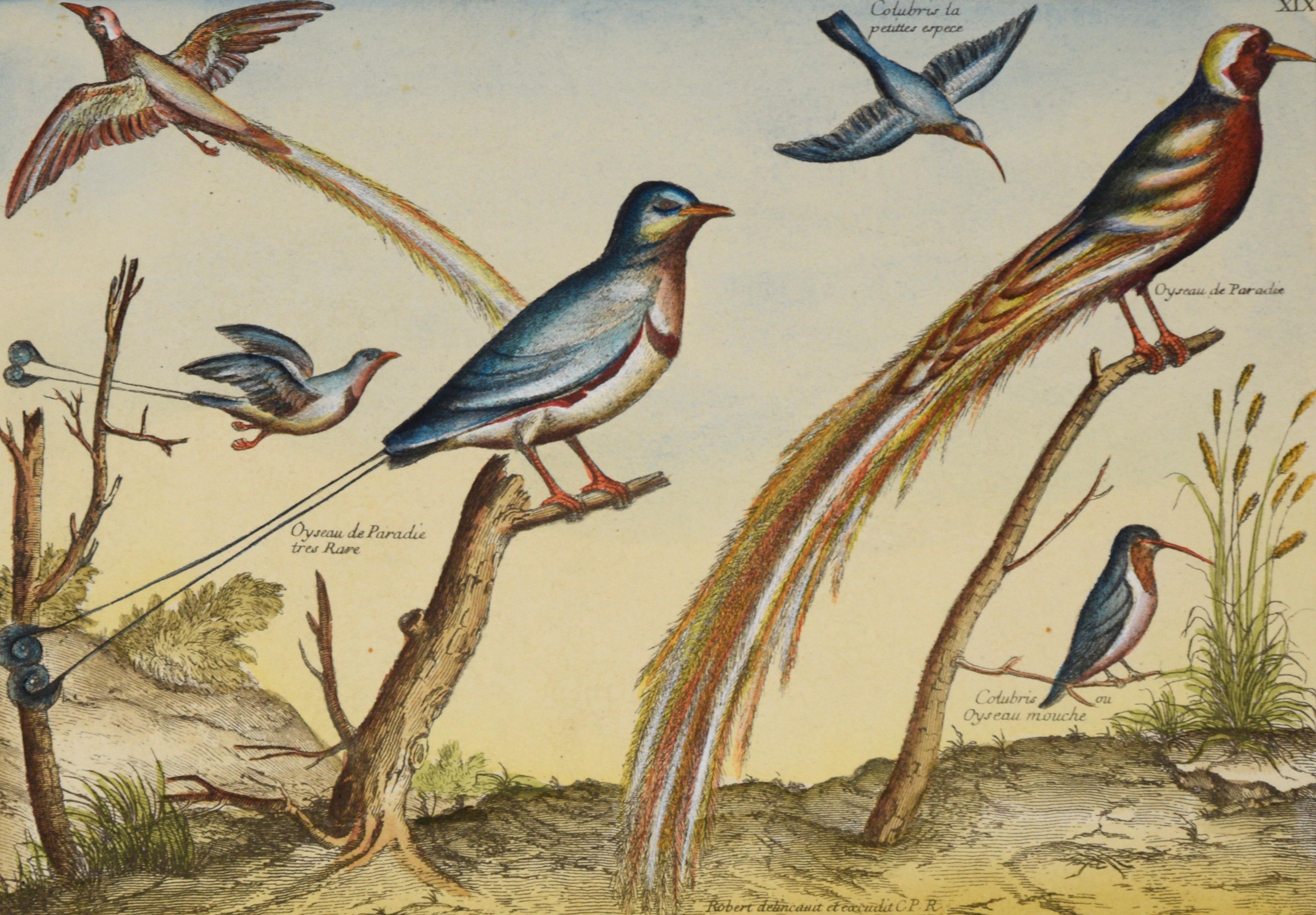 „Kollektion der seltensten Vögel“ – Hand-Aquarellgravur (Französische Schule), Print, von Nicolas Robert