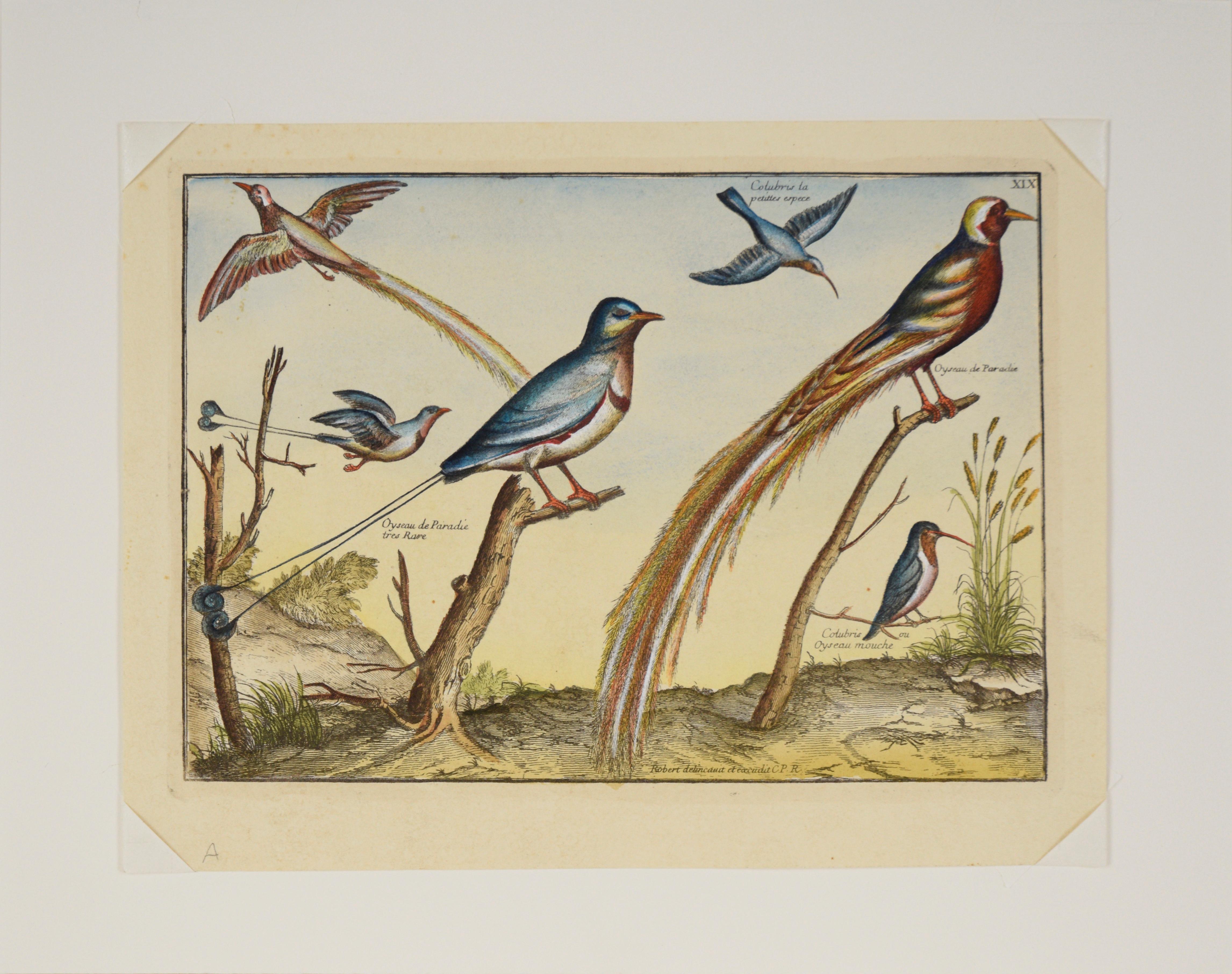 „Kollektion der seltensten Vögel“ – Hand-Aquarellgravur – Print von Nicolas Robert