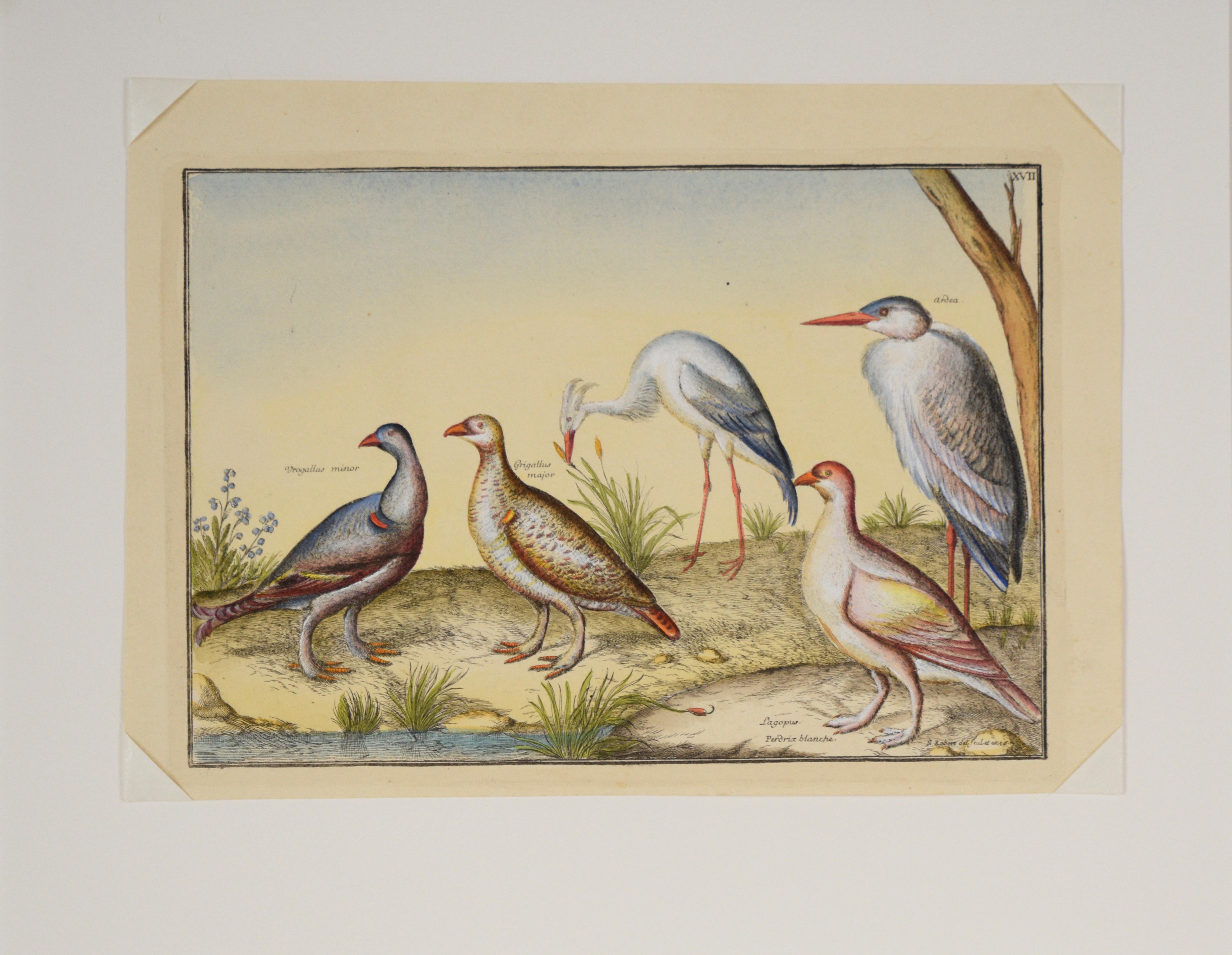 Antike Vögel – Hand-Aquarellgravur des 17. Jahrhunderts – Print von Nicolas Robert