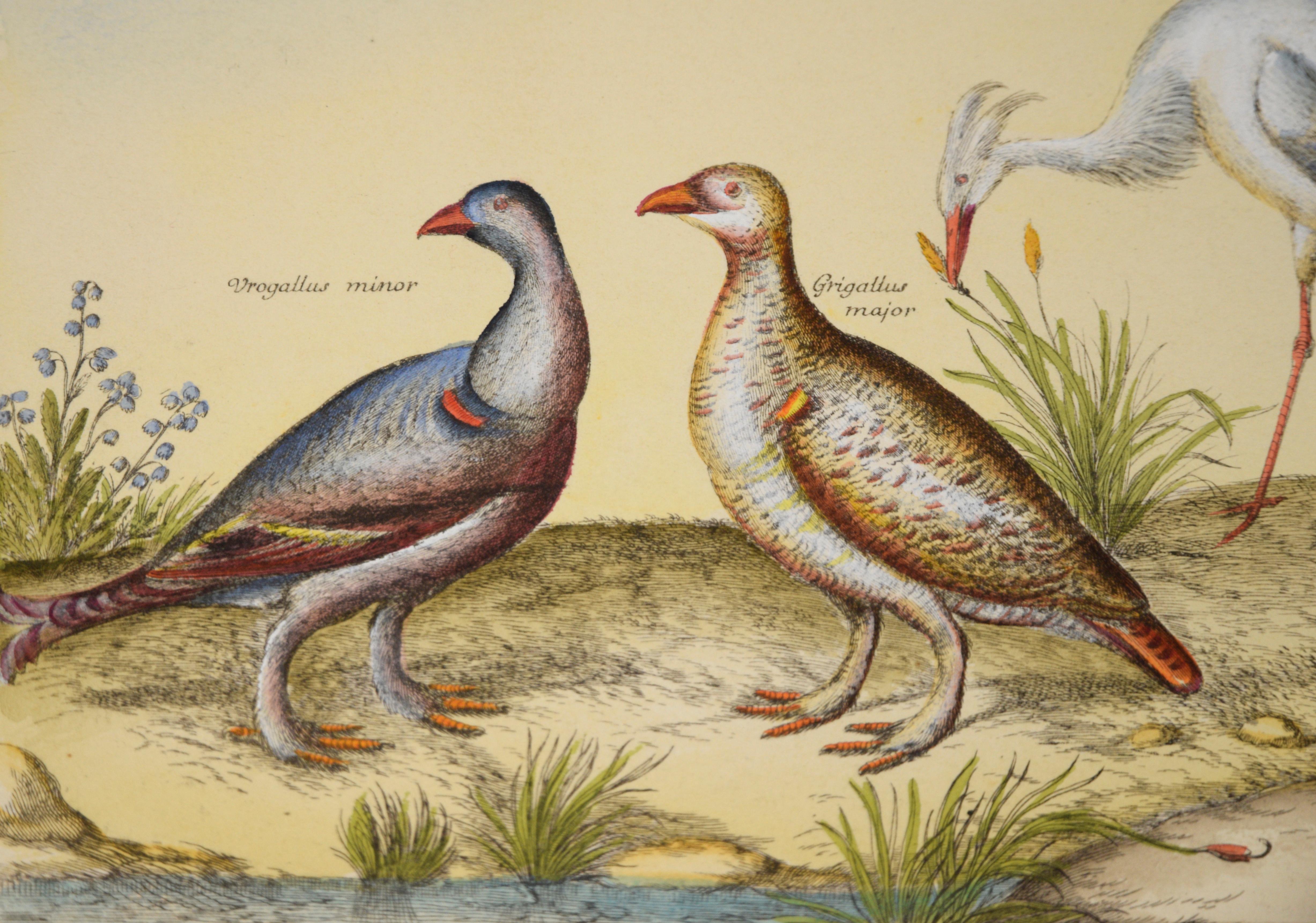 Antike Vögel – Hand-Aquarellgravur des 17. Jahrhunderts im Angebot 1