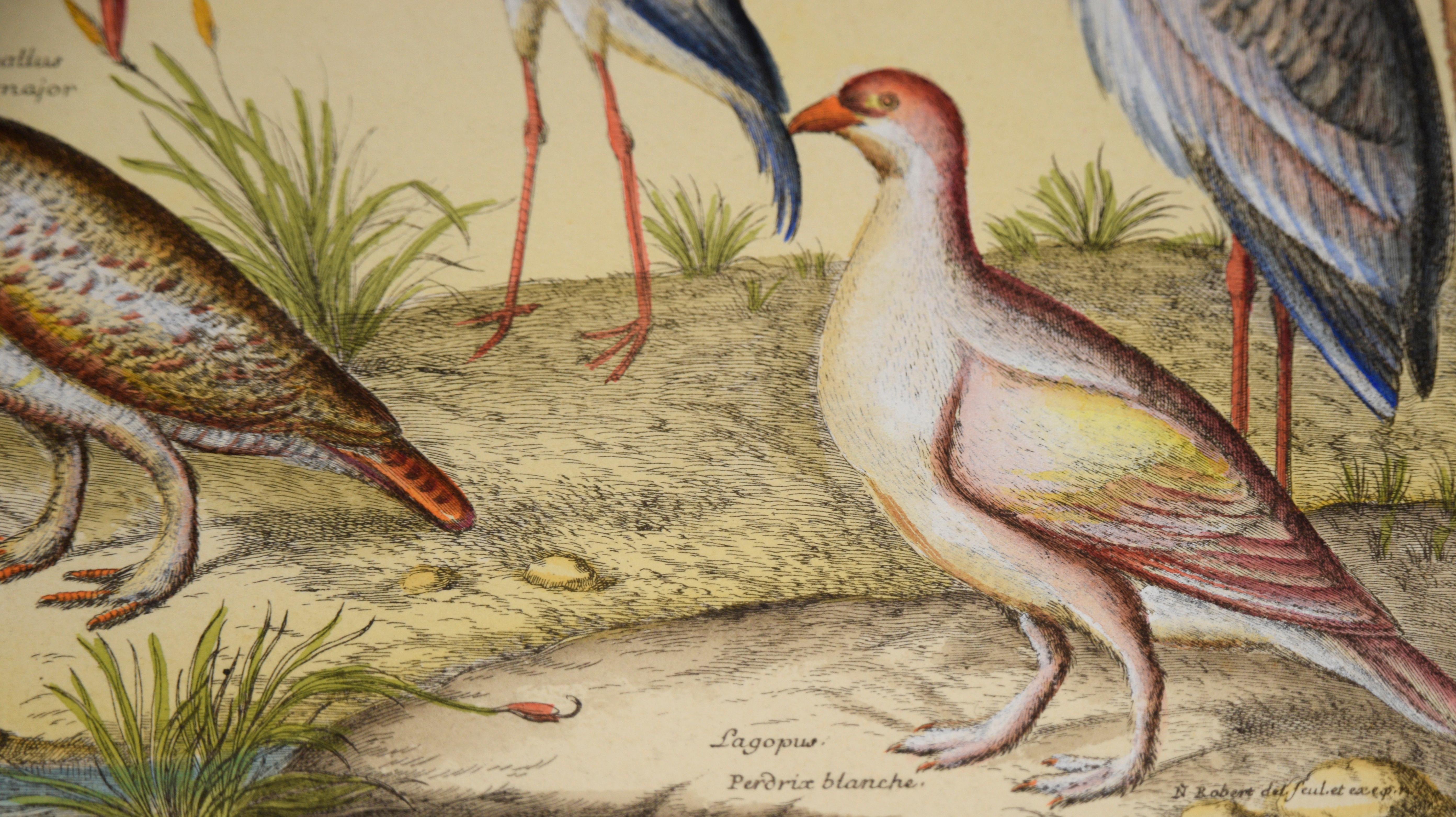 Antike Vögel – Hand-Aquarellgravur des 17. Jahrhunderts (Beige), Animal Print, von Nicolas Robert
