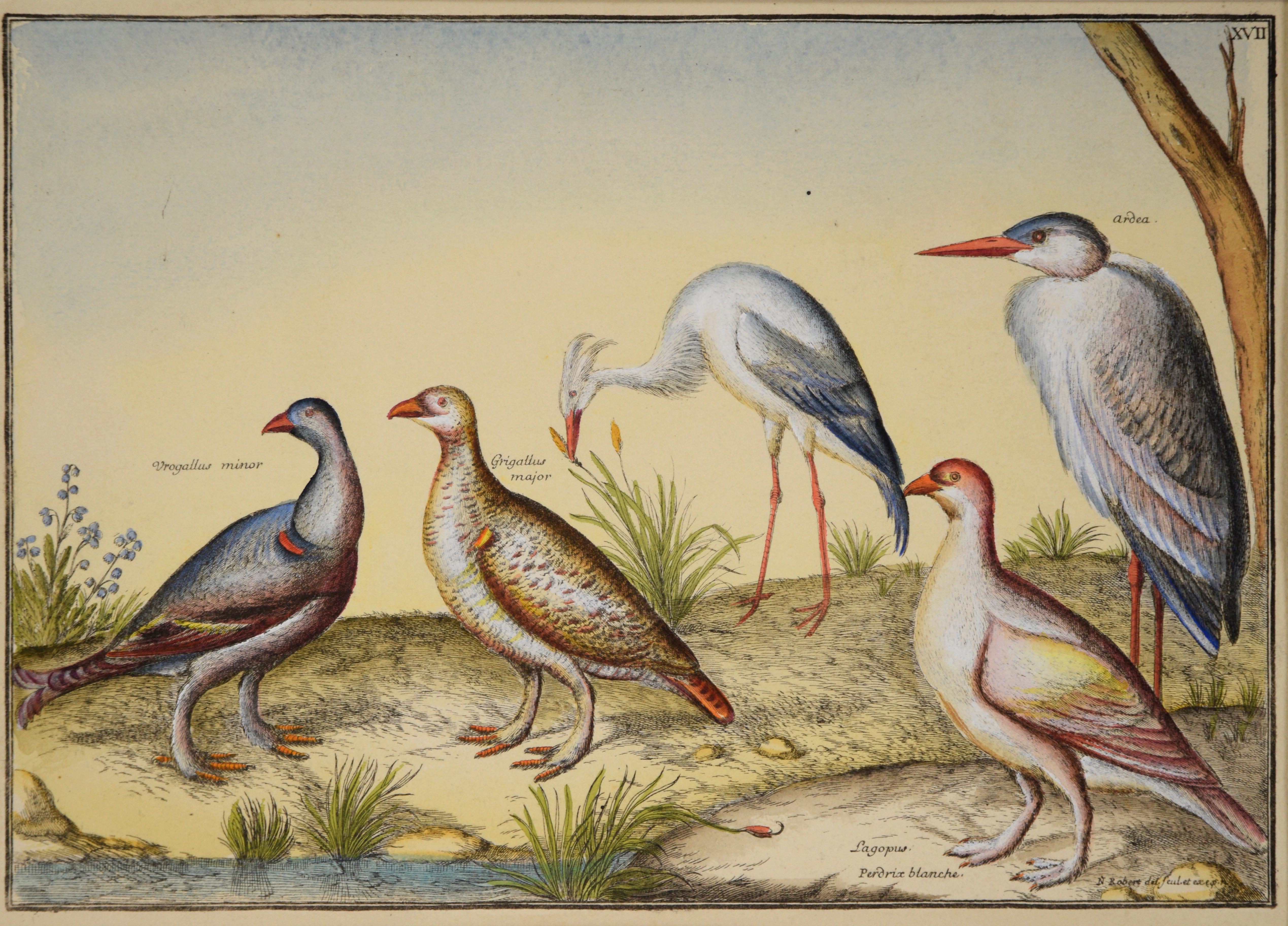 Antike Vögel – Hand-Aquarellgravur des 17. Jahrhunderts (Französische Schule), Print, von Nicolas Robert
