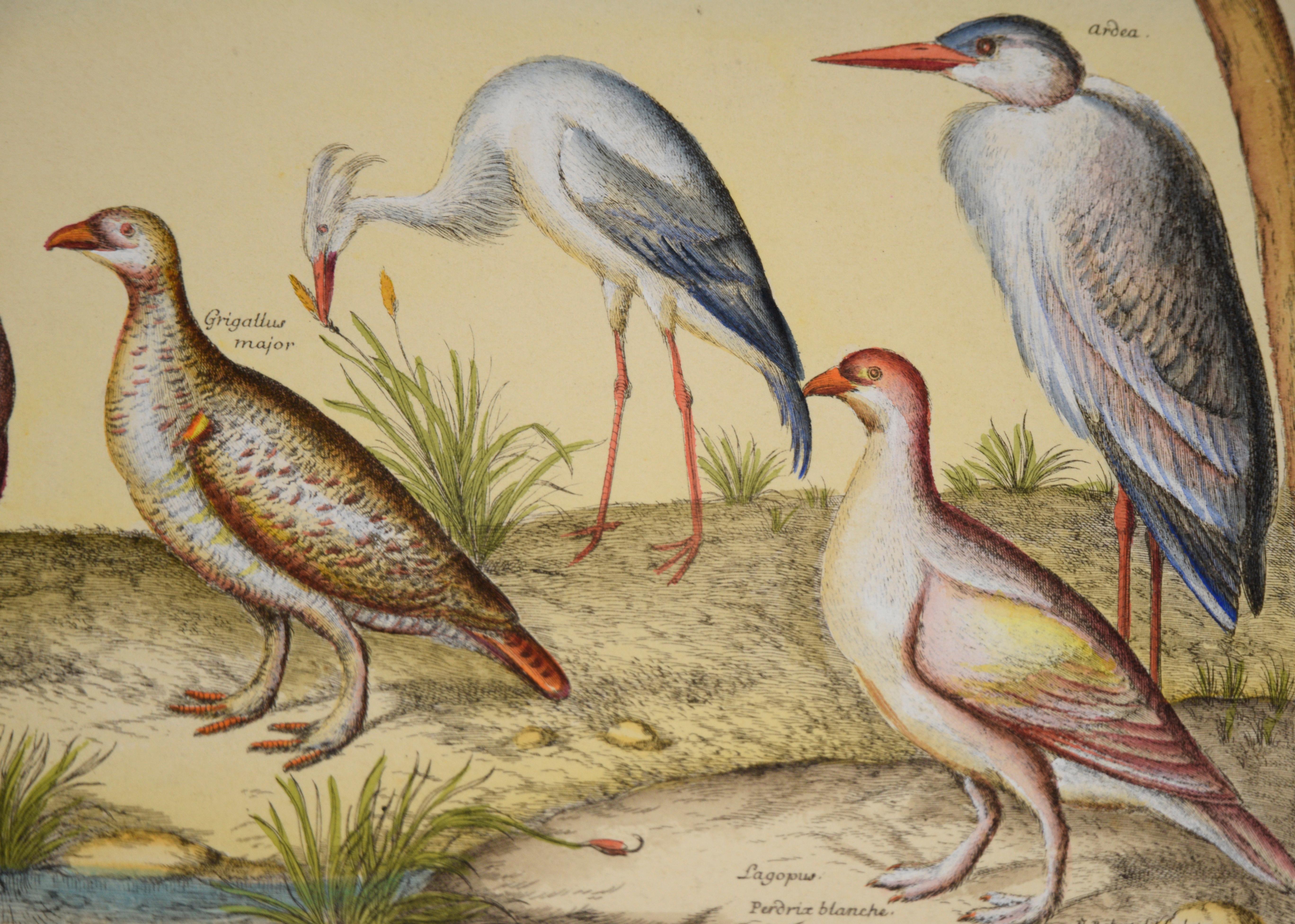 Antike Vögel - 17. Jahrhundert Hand aquarellierte Radierung

Antike Vögel, aus einer Sammlung der seltensten Vögel, gezeichnet und gestochen nach dem Leben, eine natürliche und rationale Geschichte der verschiedenen Vögel, die den Globus bewohnen,