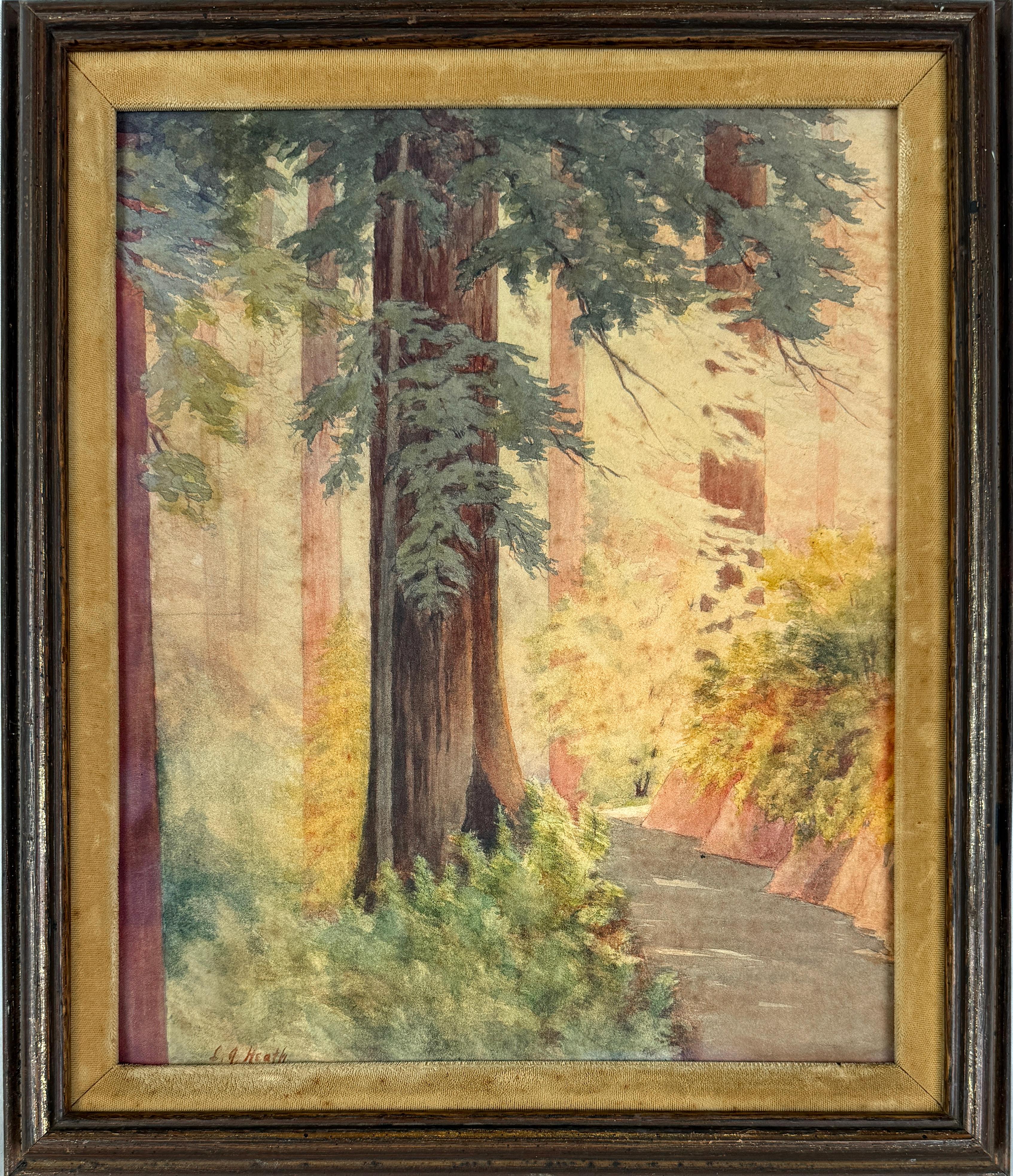 Landscape Art di Lillian Josephine Heath - Le sequoie della costa della California settentrionale - Acquerello di Lillian Dake Heath