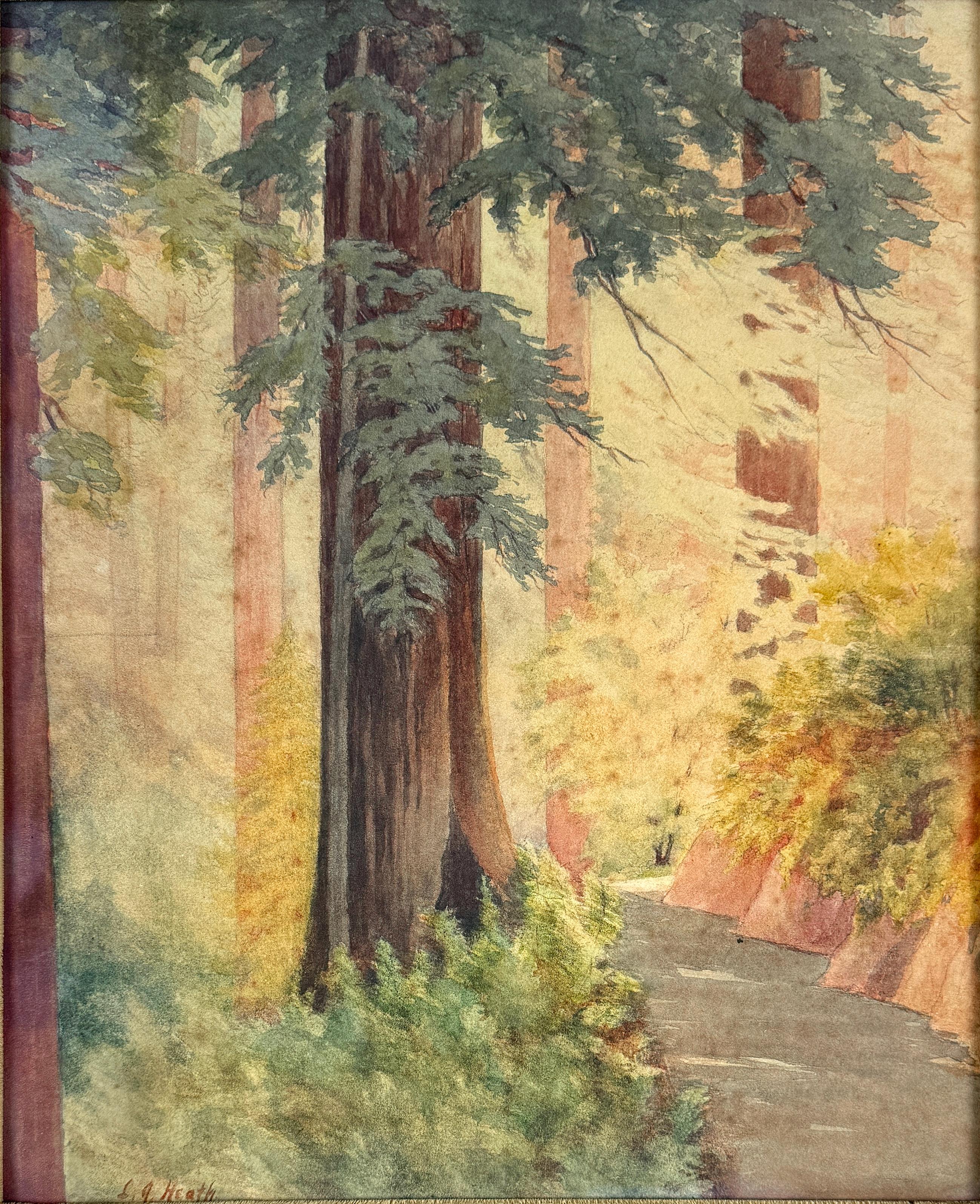 Le sequoie della costa della California settentrionale - Acquerello di Lillian Dake Heath - Art di Lillian Josephine Heath