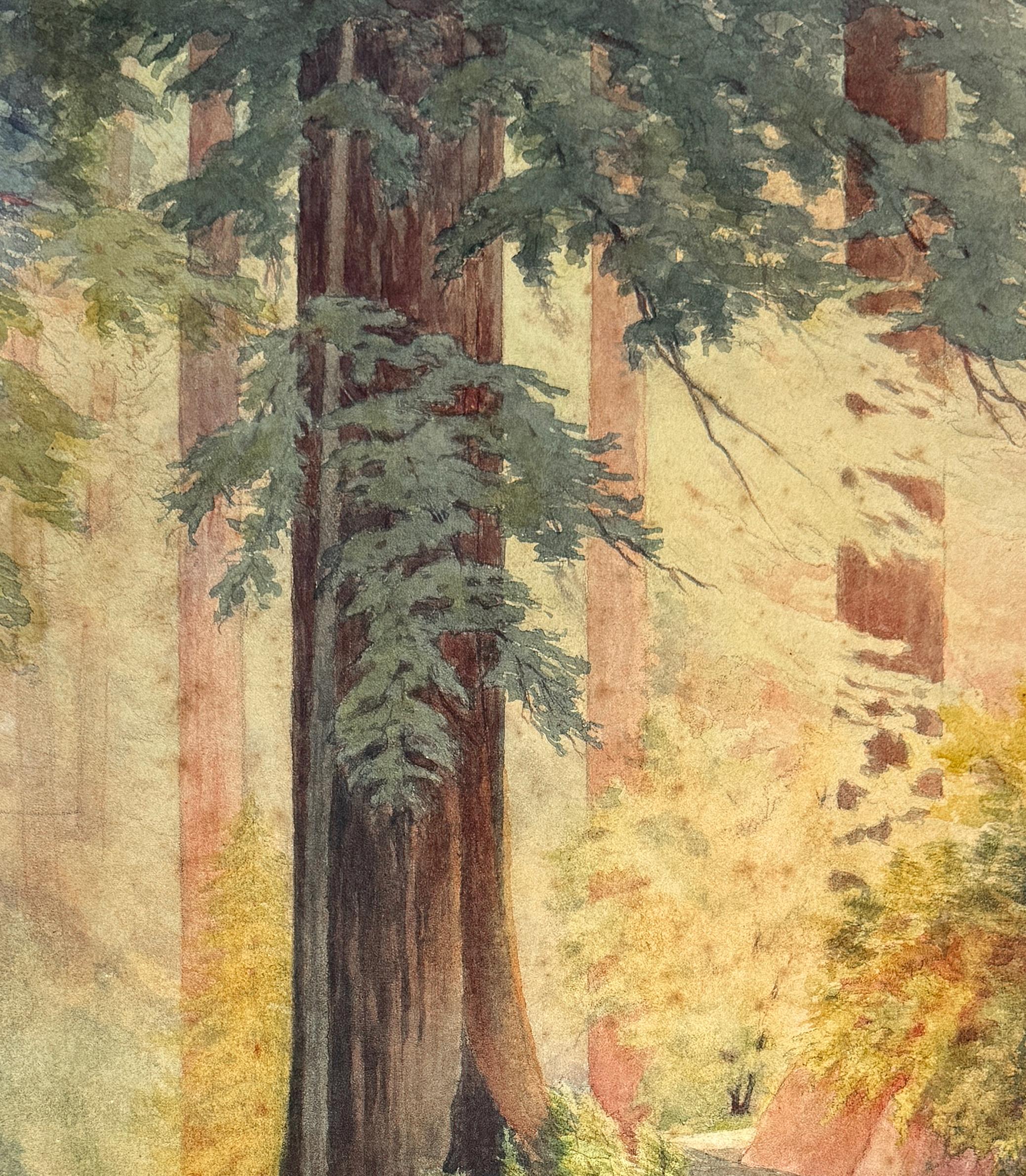 Le sequoie della costa della California settentrionale - Acquerello di Lillian Dake Heath - Art Impressionismo americano di Lillian Josephine Heath