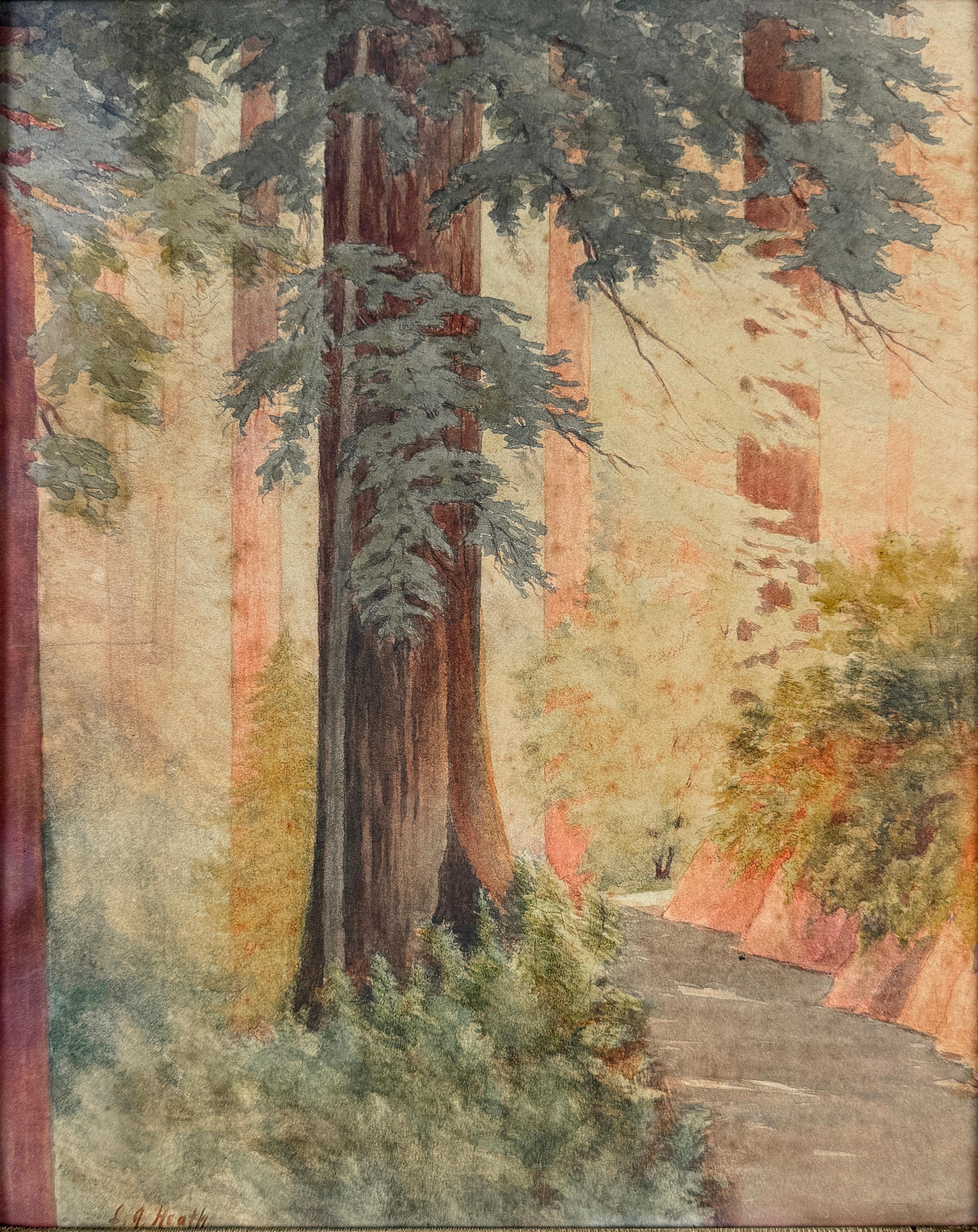 Le sequoie della costa della California settentrionale - Acquerello di Lillian Dake Heath - Landscape Art Marrone di Lillian Josephine Heath