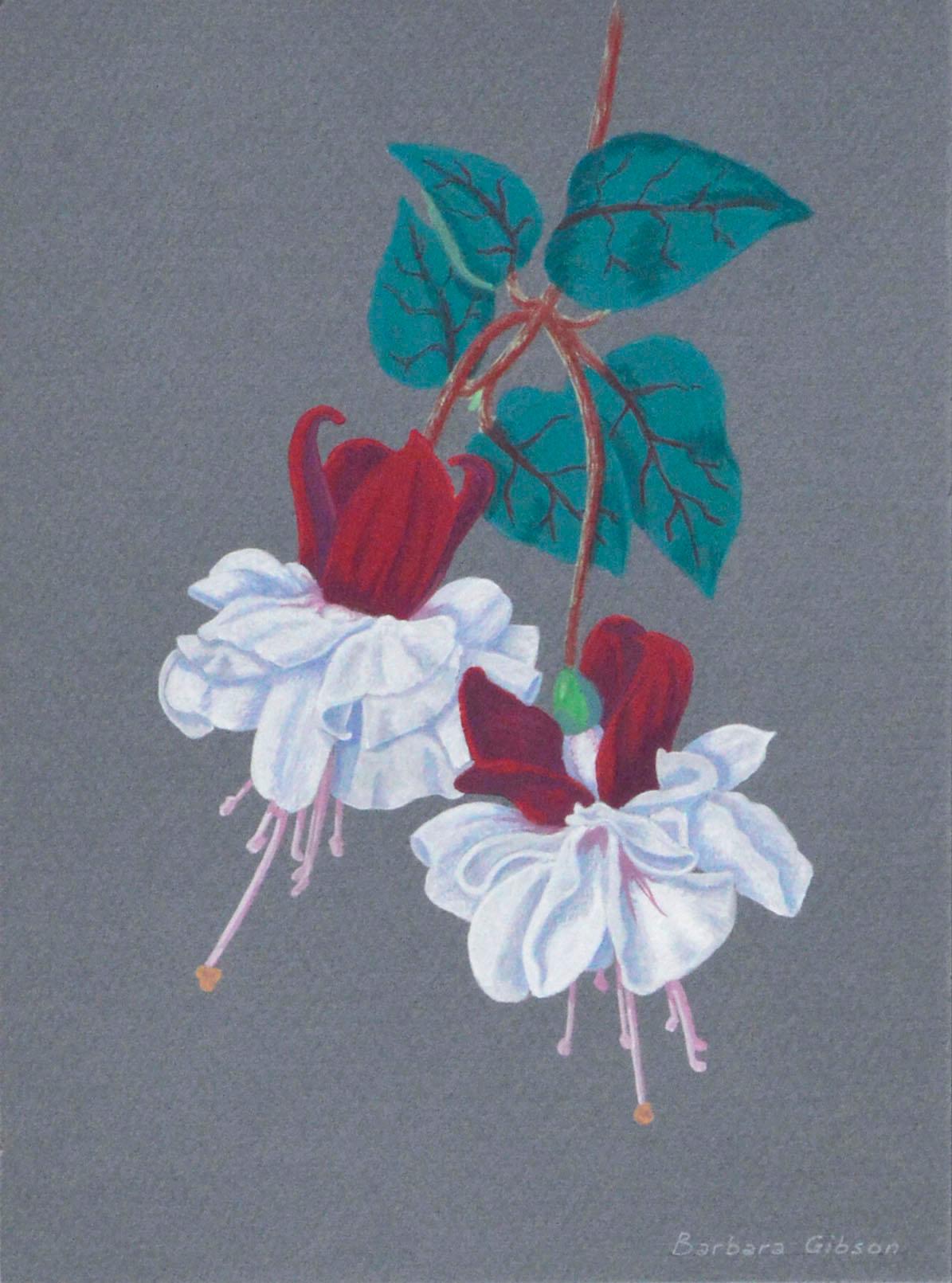 Vintage Red and White Fuchsia - Painting by Barbara Gibson