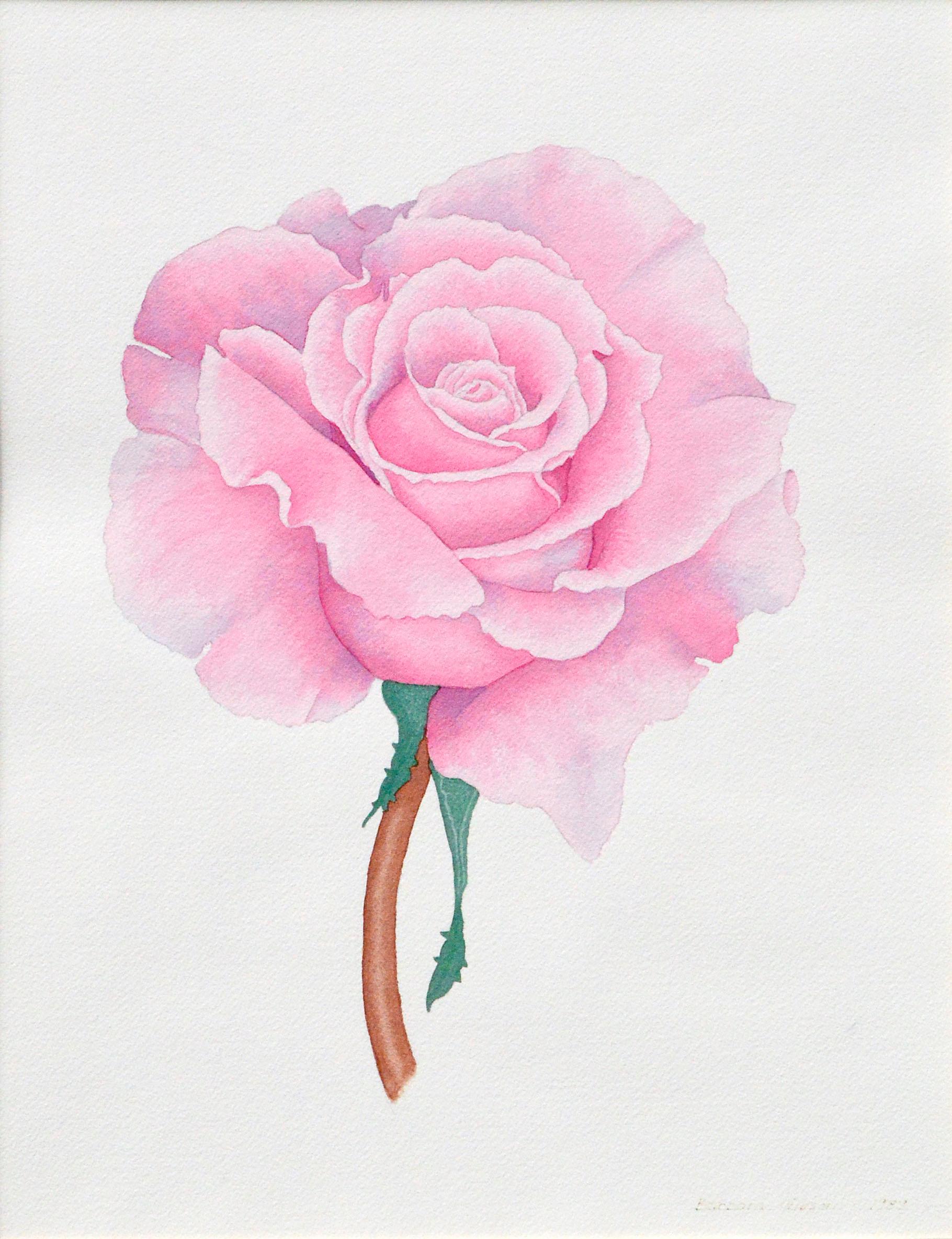 Pink Rose Floral Study - Art by Barbara Gibson