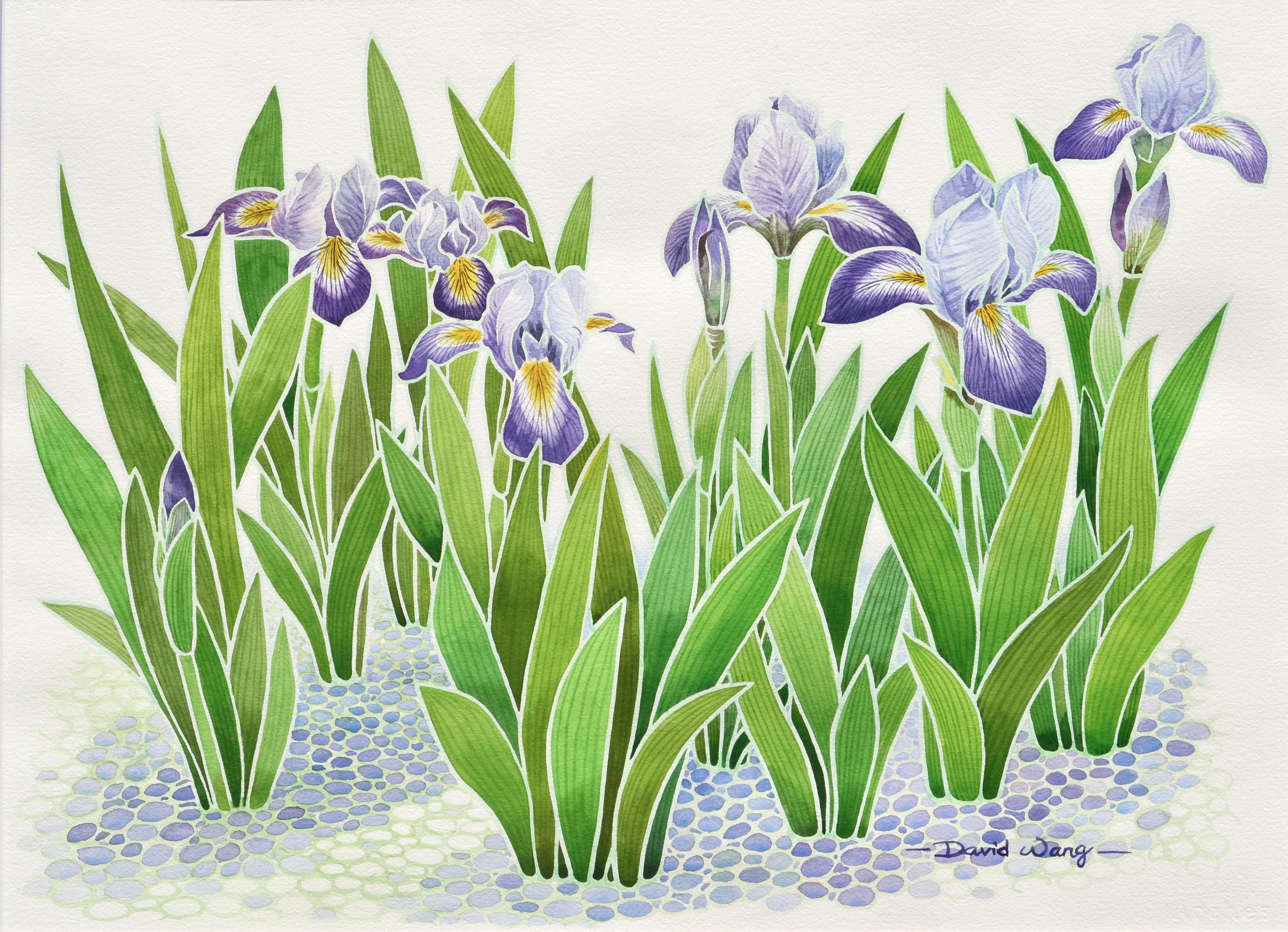 Blue Flag Irises  - Art by David Wang