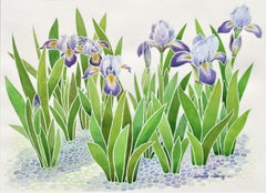 Blue Flag Irises