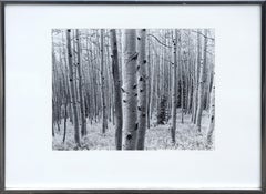 Aspen Grove Forest - Black & White Landscape Photograph