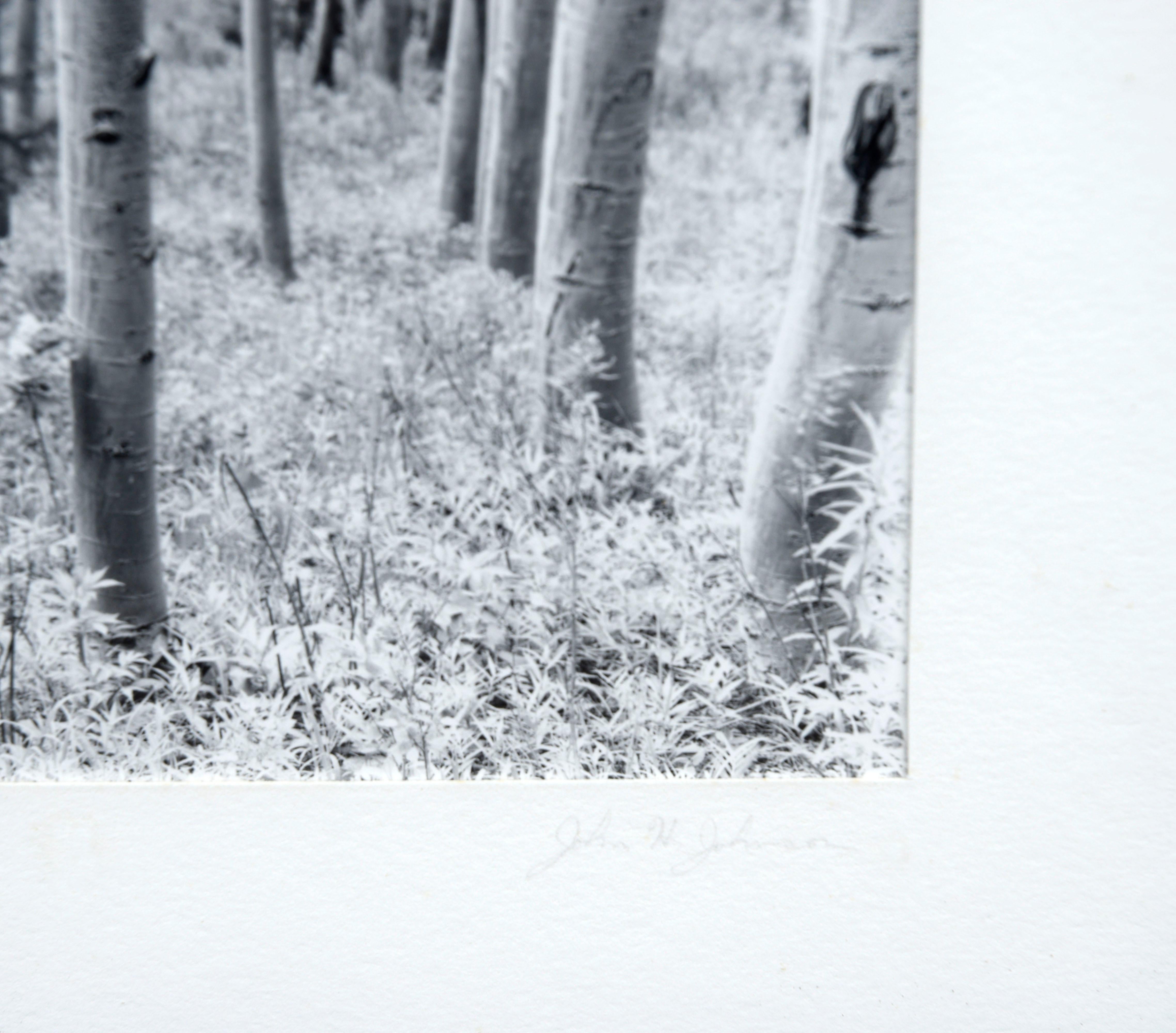 Aspen Grove Forest - Black & White Landscape Photograph For Sale 1