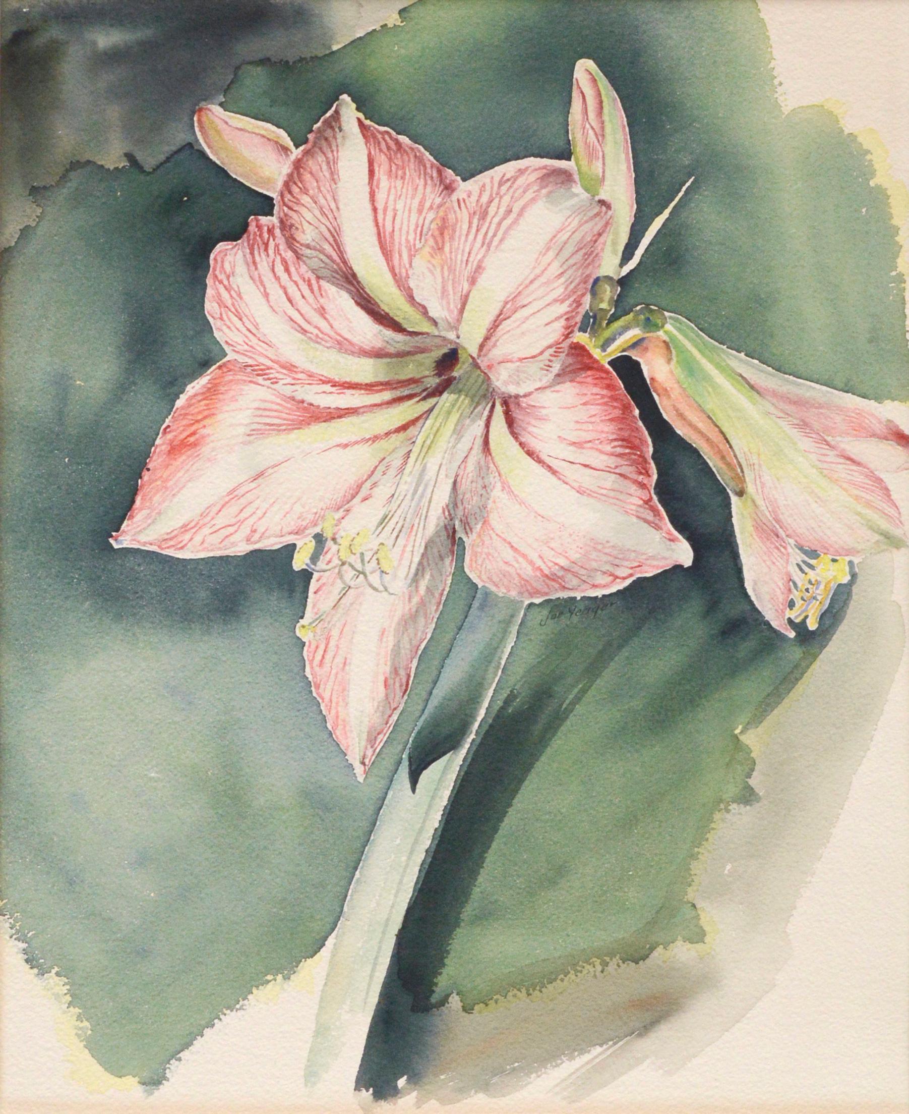 Mid Century Amaryllis Blossom Watercolor - Art by Joseph Yeager