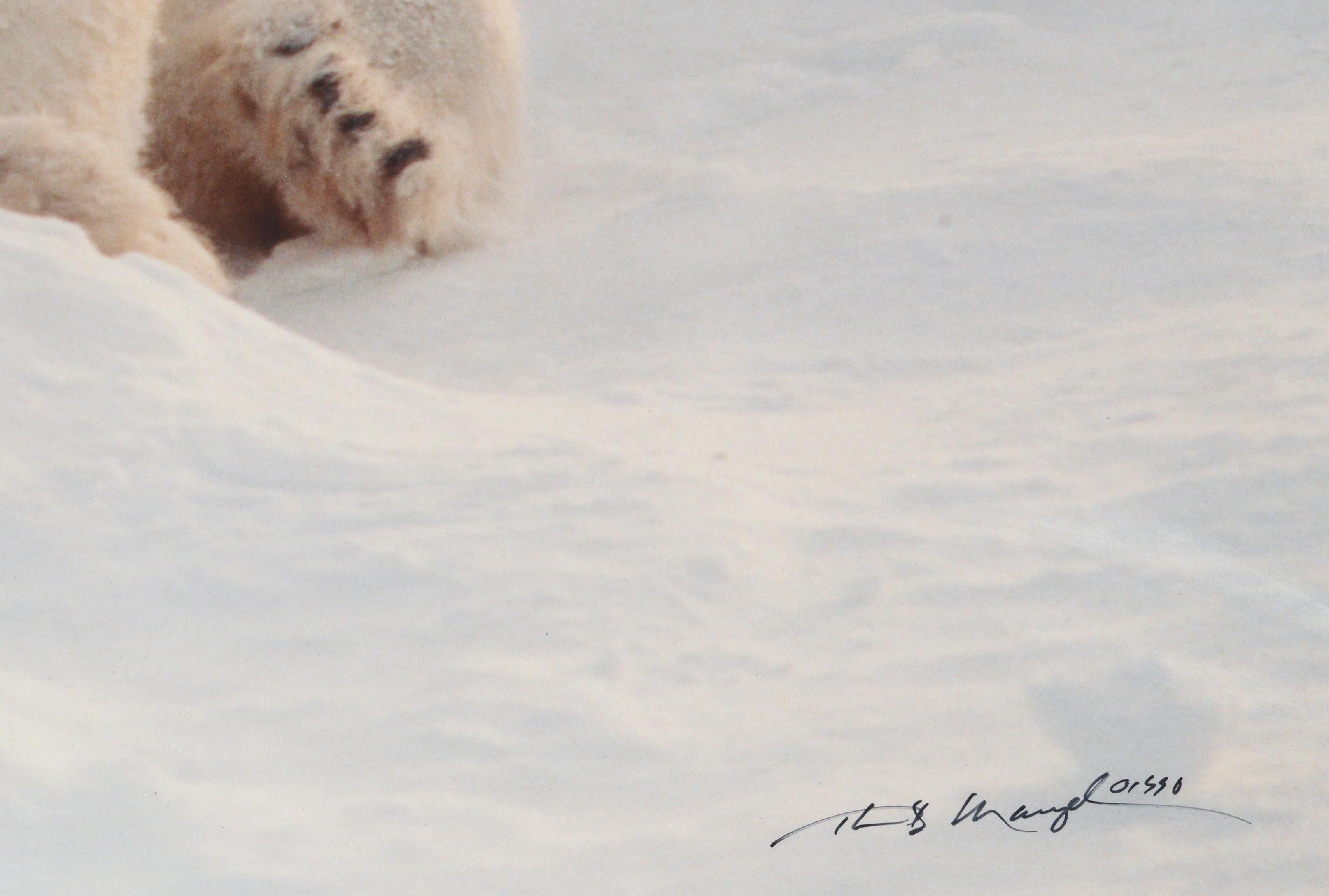 Photographie en édition limitée signée et numérotée d'un ours polaire par Thomas Mangelsen (américain, né en 1945). Signé 