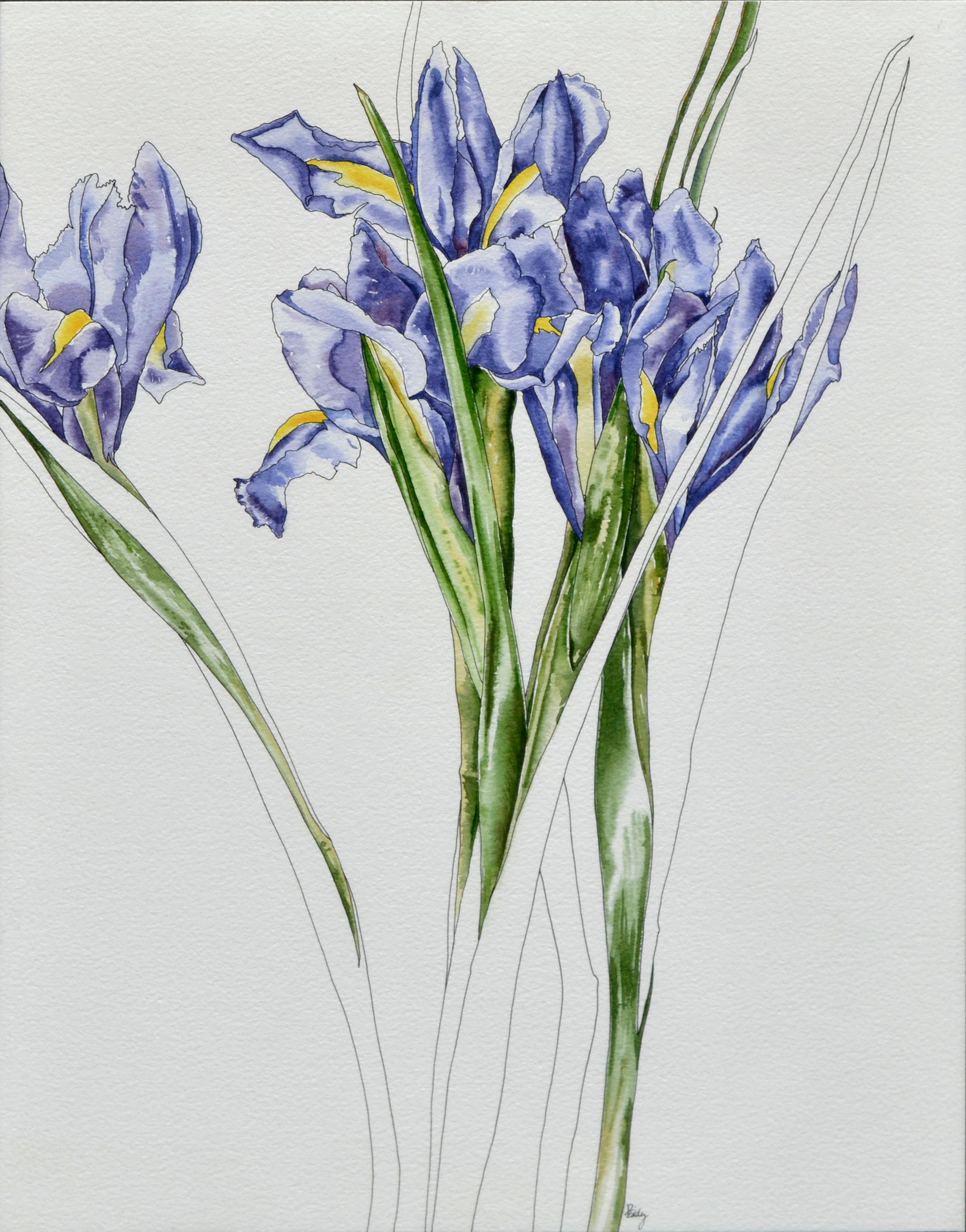 Purple Iris Botanical Study  - Art by Deborah Eddy