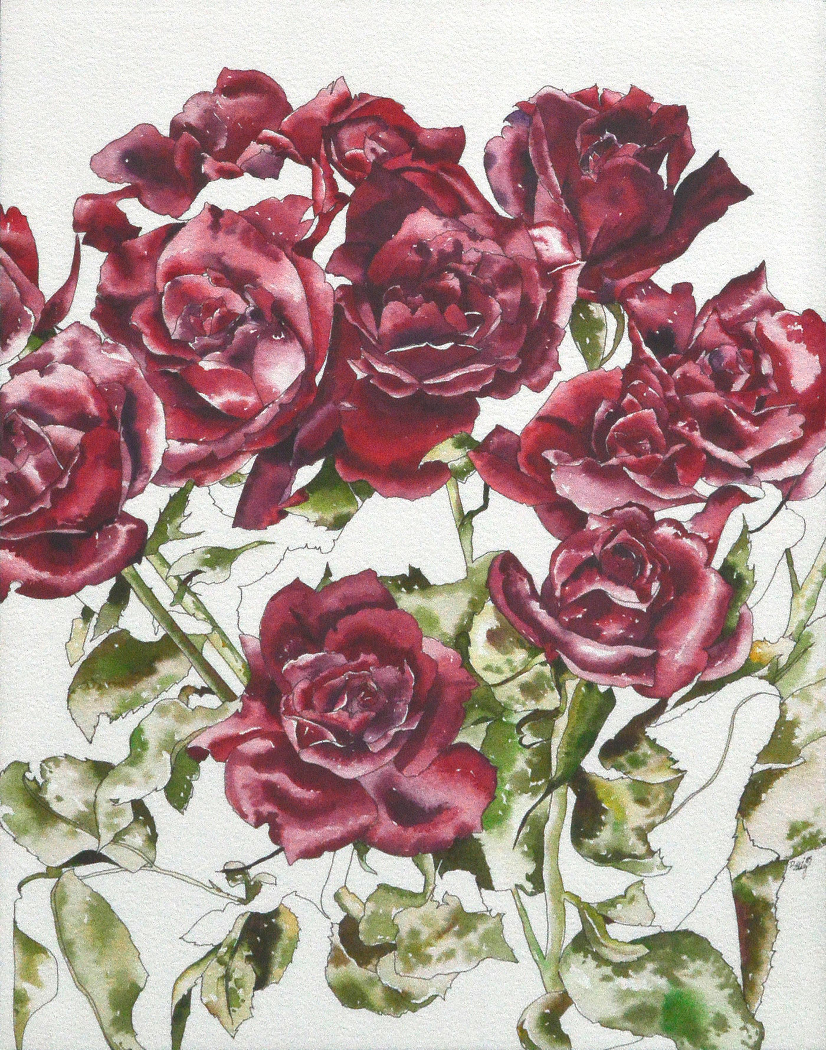 Red Roses - Botanical Study  - Art by Deborah Eddy