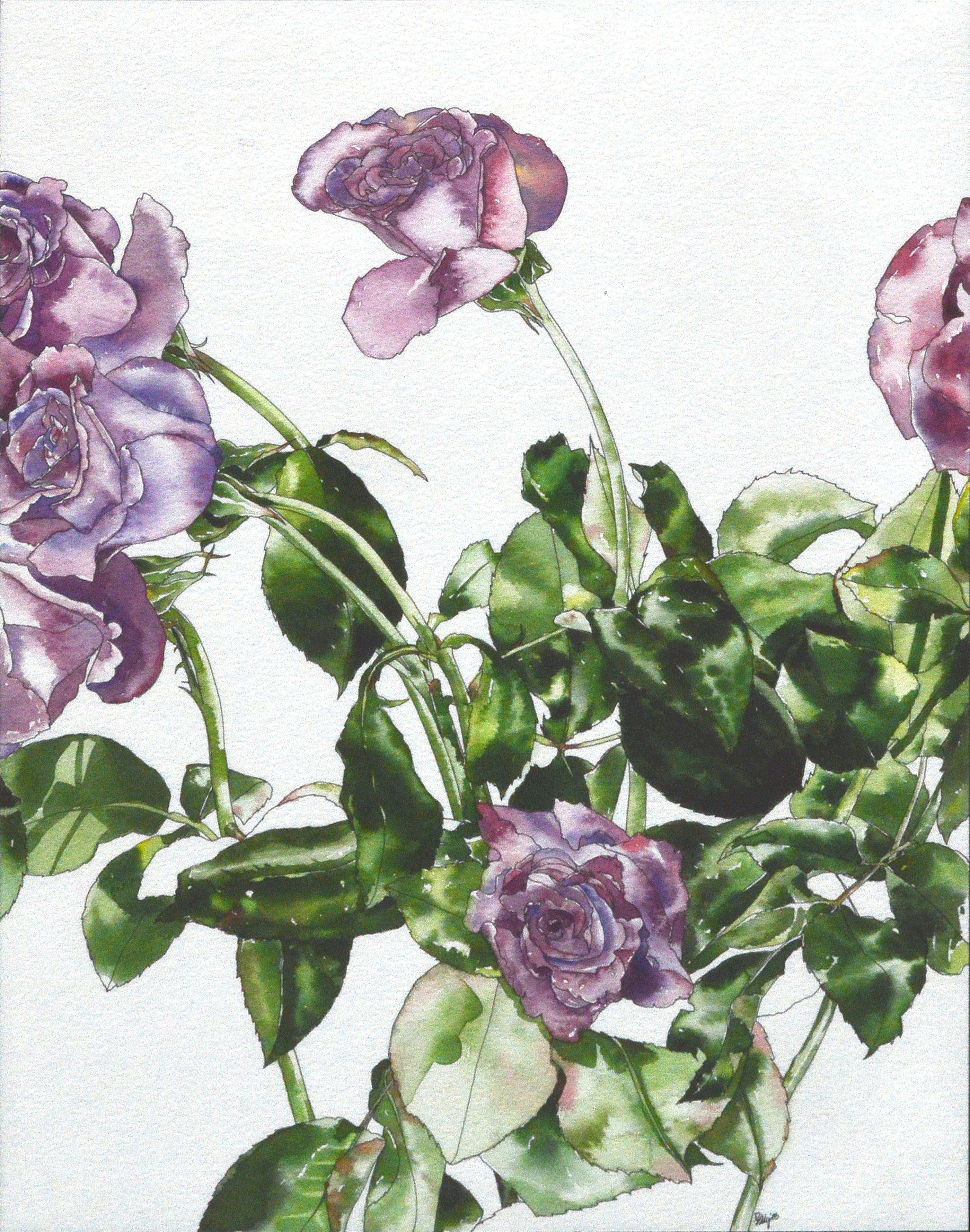 Lavender Roses - Botanical Study  - Art by Deborah Eddy