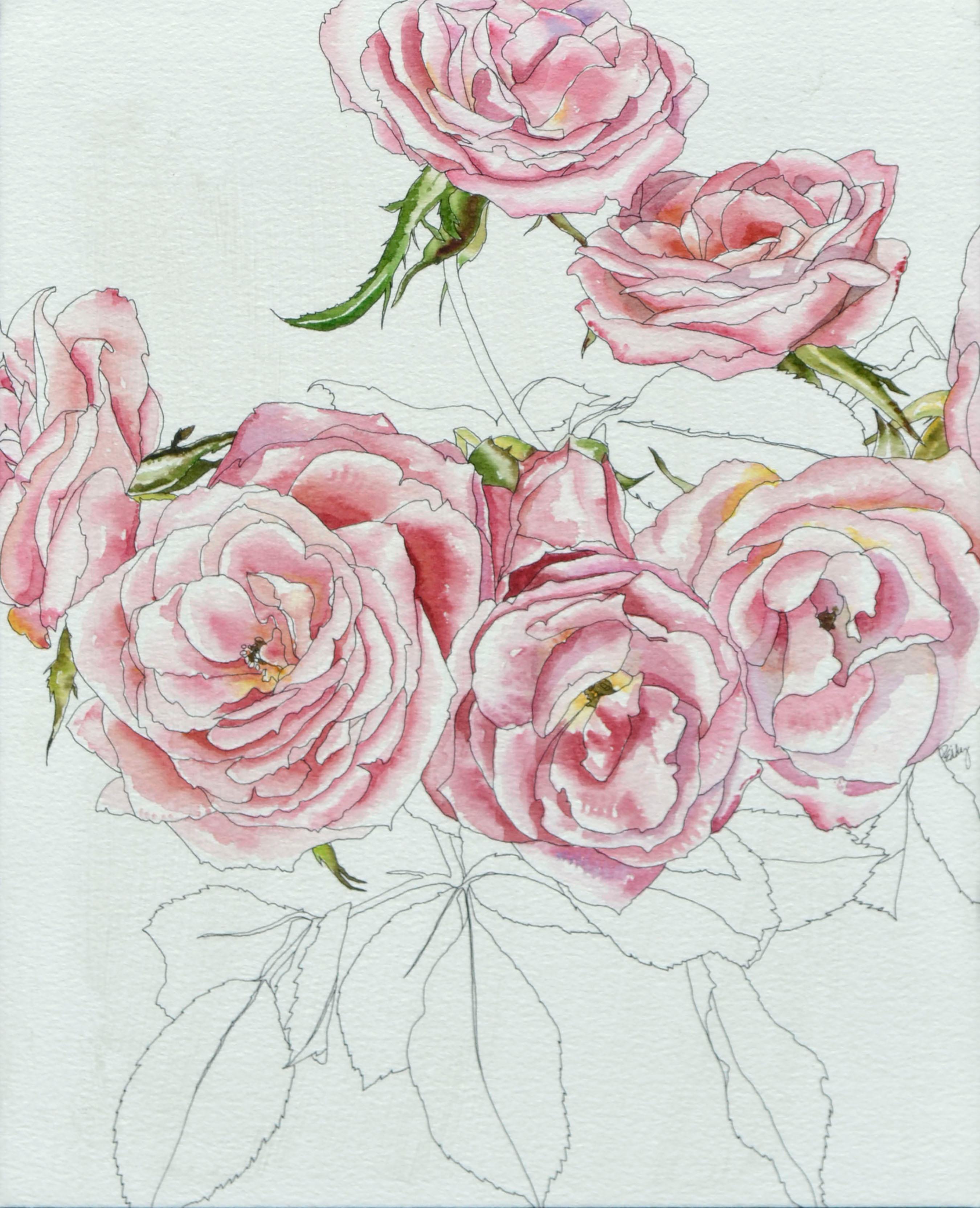 Pink Roses - Botanical Study  - Art by Deborah Eddy