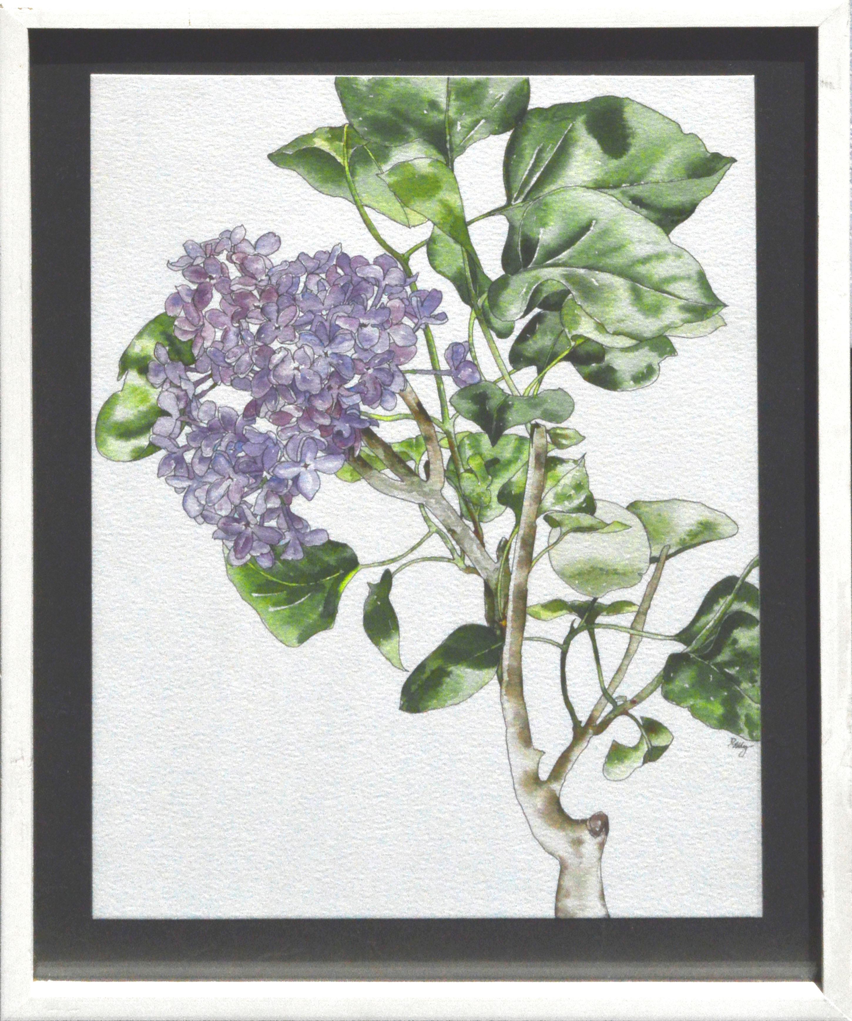 Deborah Eddy Still-Life - Lilacs - Botanical Study 