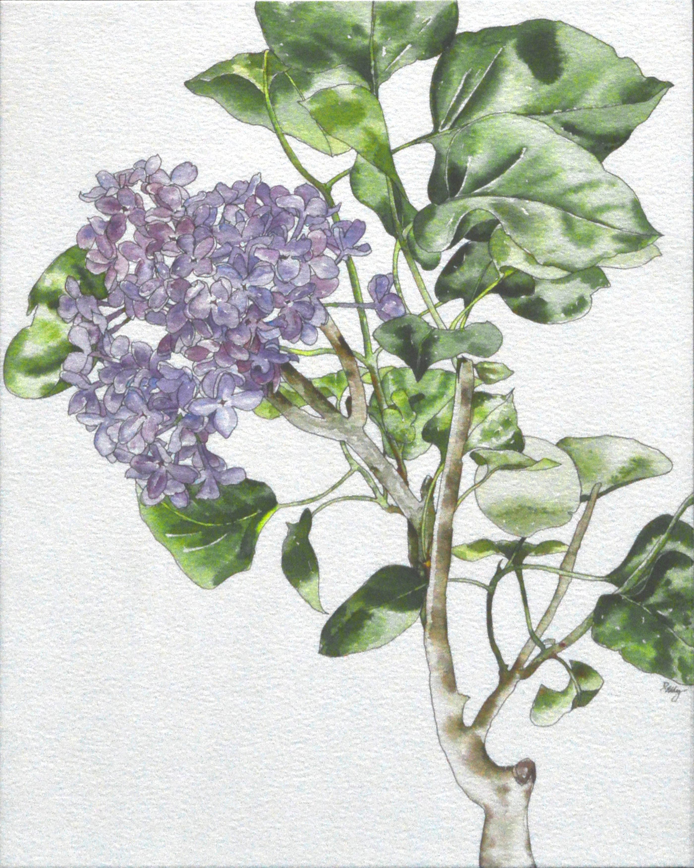 Lilacs - Botanical Study  - Art by Deborah Eddy
