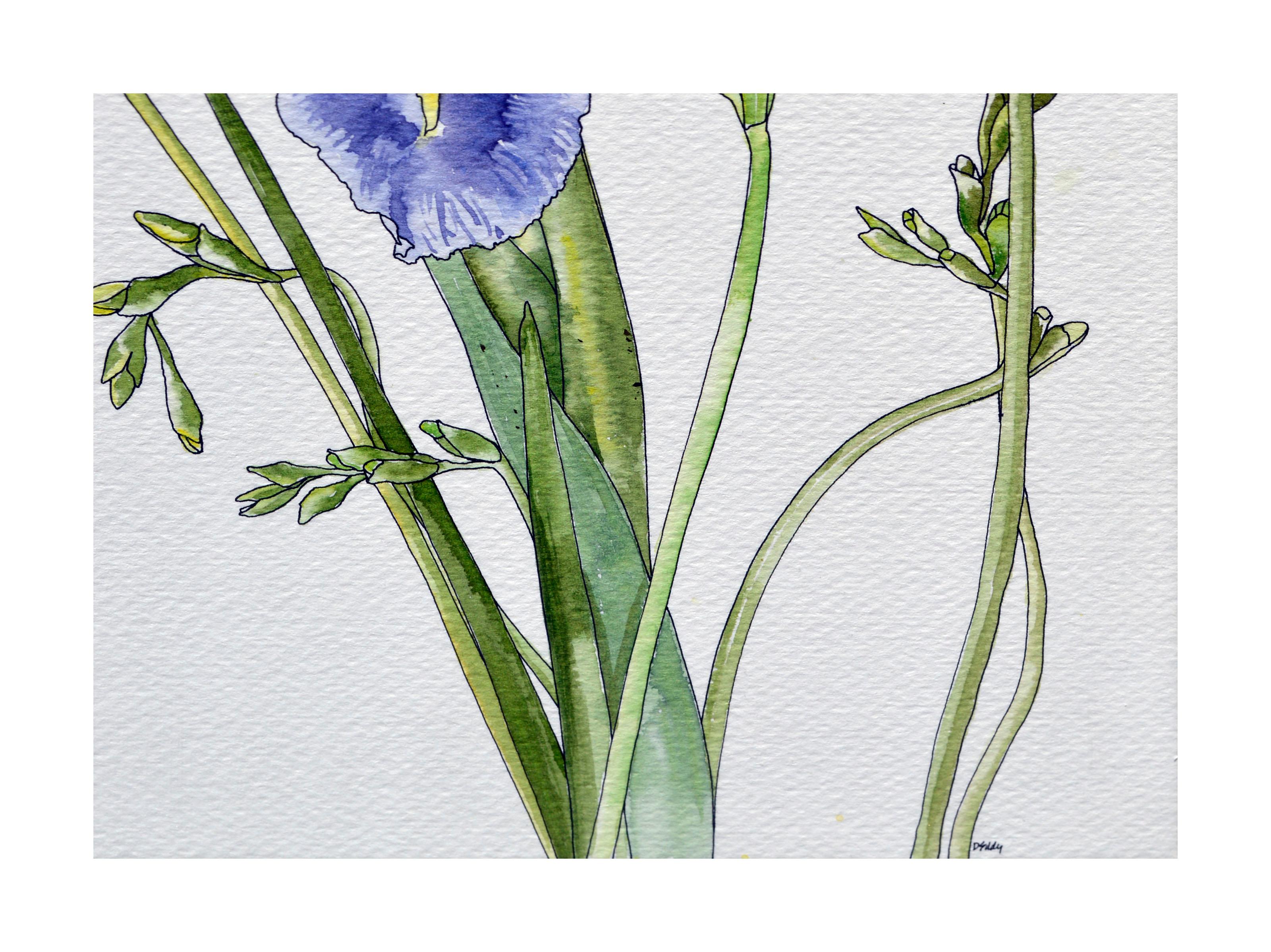 Freisia in Blau und Gelb  - Botanische Studie  (Amerikanischer Realismus), Art, von Deborah Eddy