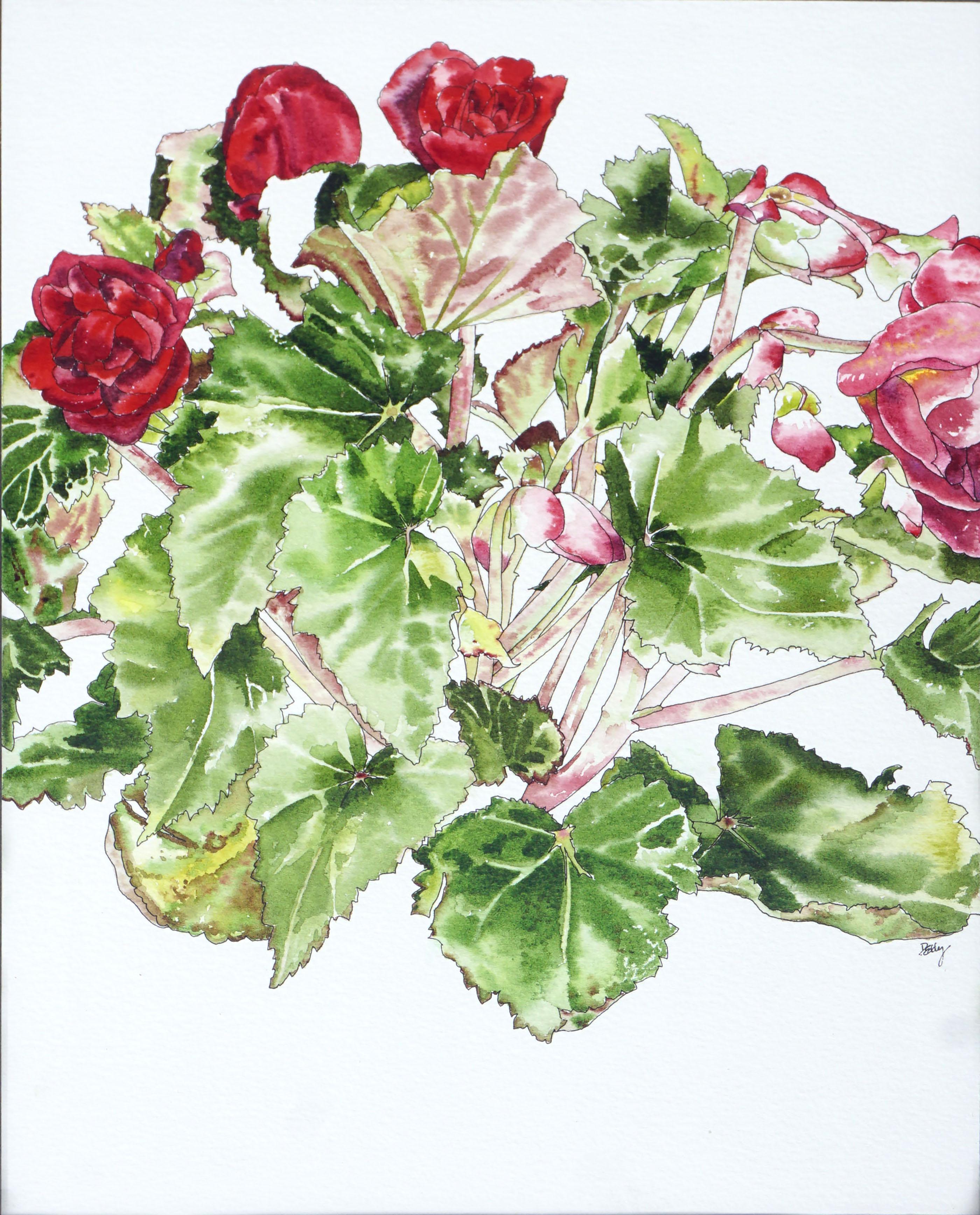 Rote Begonia – Botanische Studie  – Art von Deborah Eddy