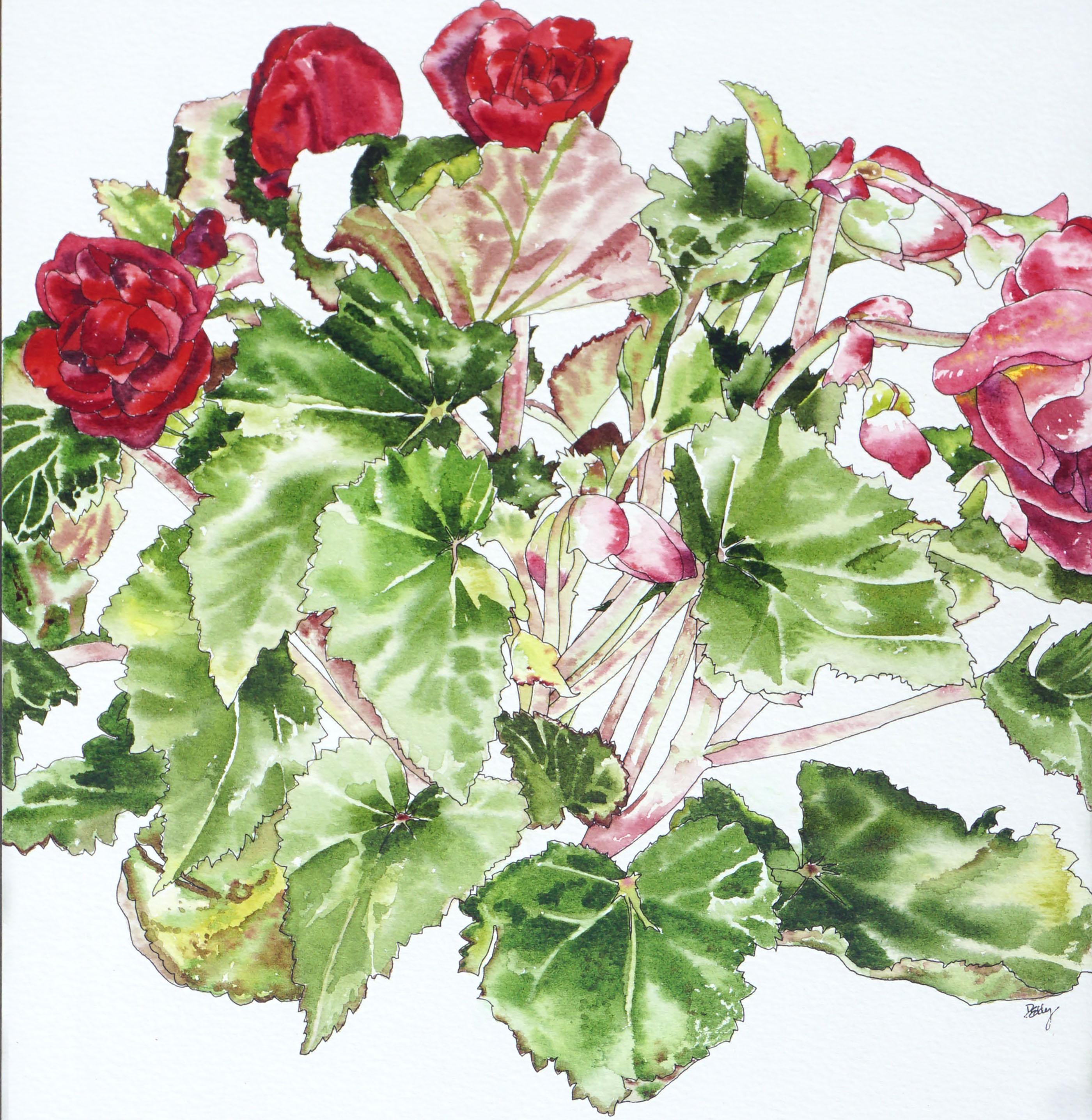 Rote Begonia – Botanische Studie  (Amerikanischer Realismus), Art, von Deborah Eddy