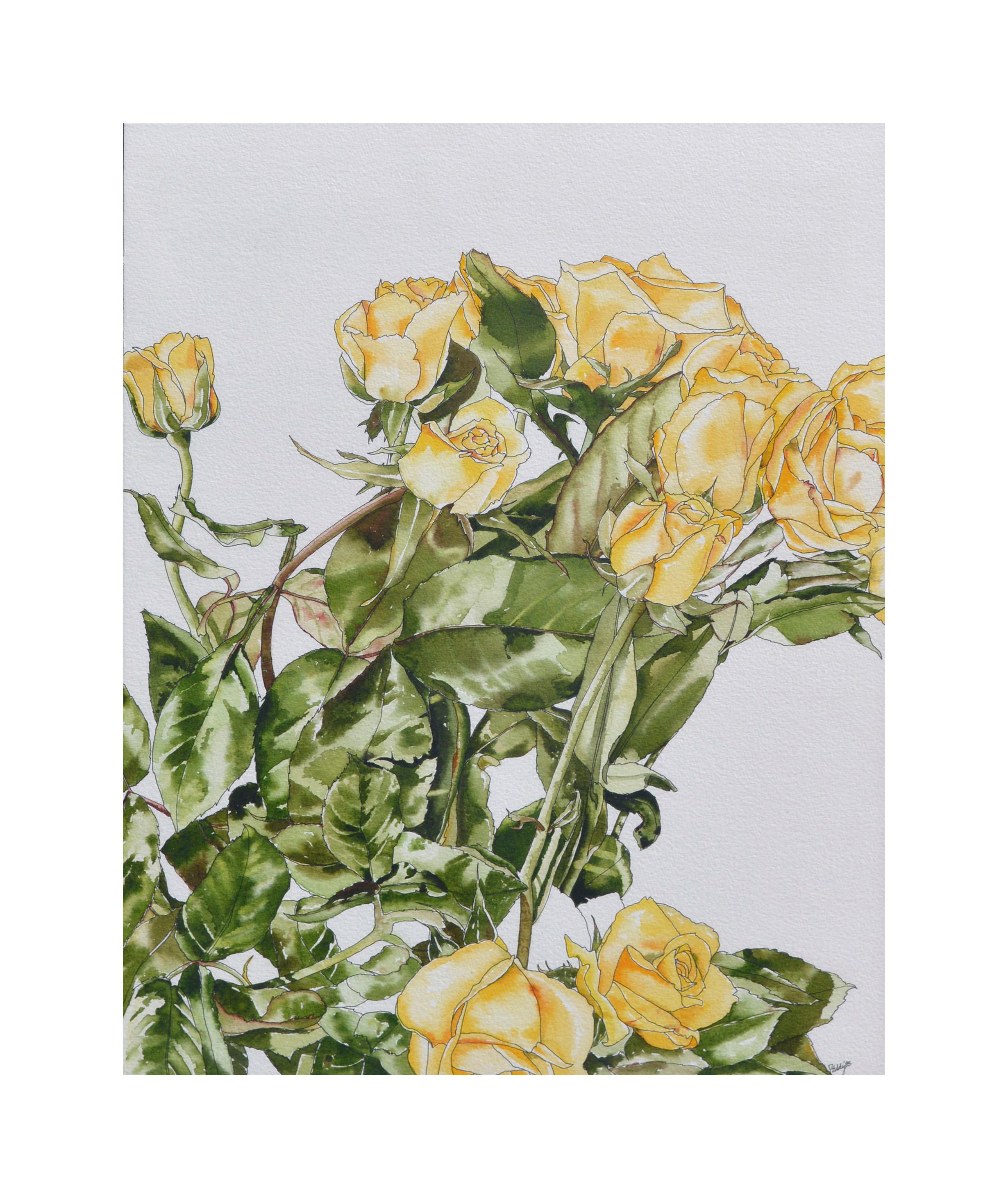 Gelbe gelbe Rosen – botanische Studie  – Art von Deborah Eddy