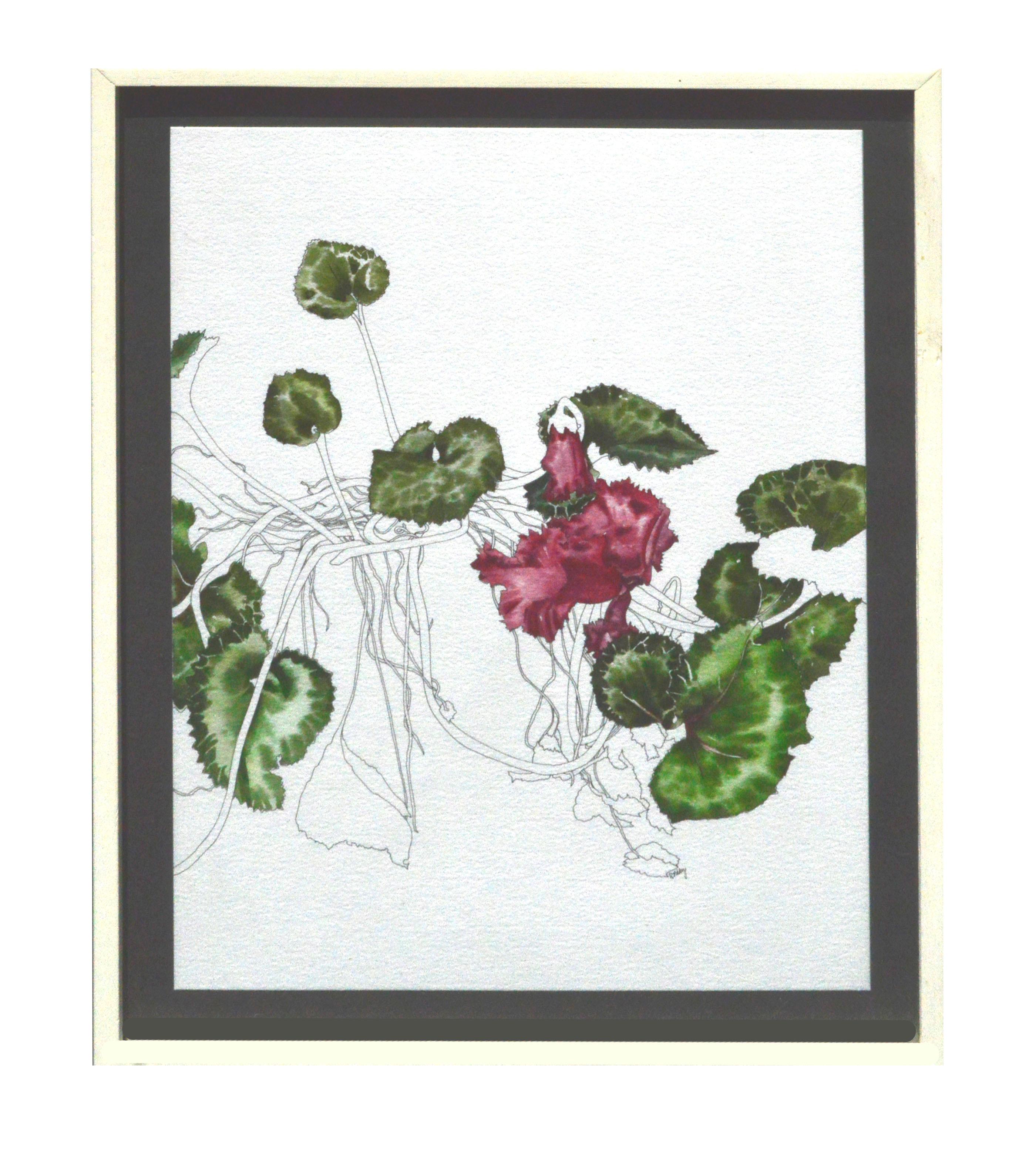 Deborah Eddy Still-Life – Cyclamen – Botanische Studie