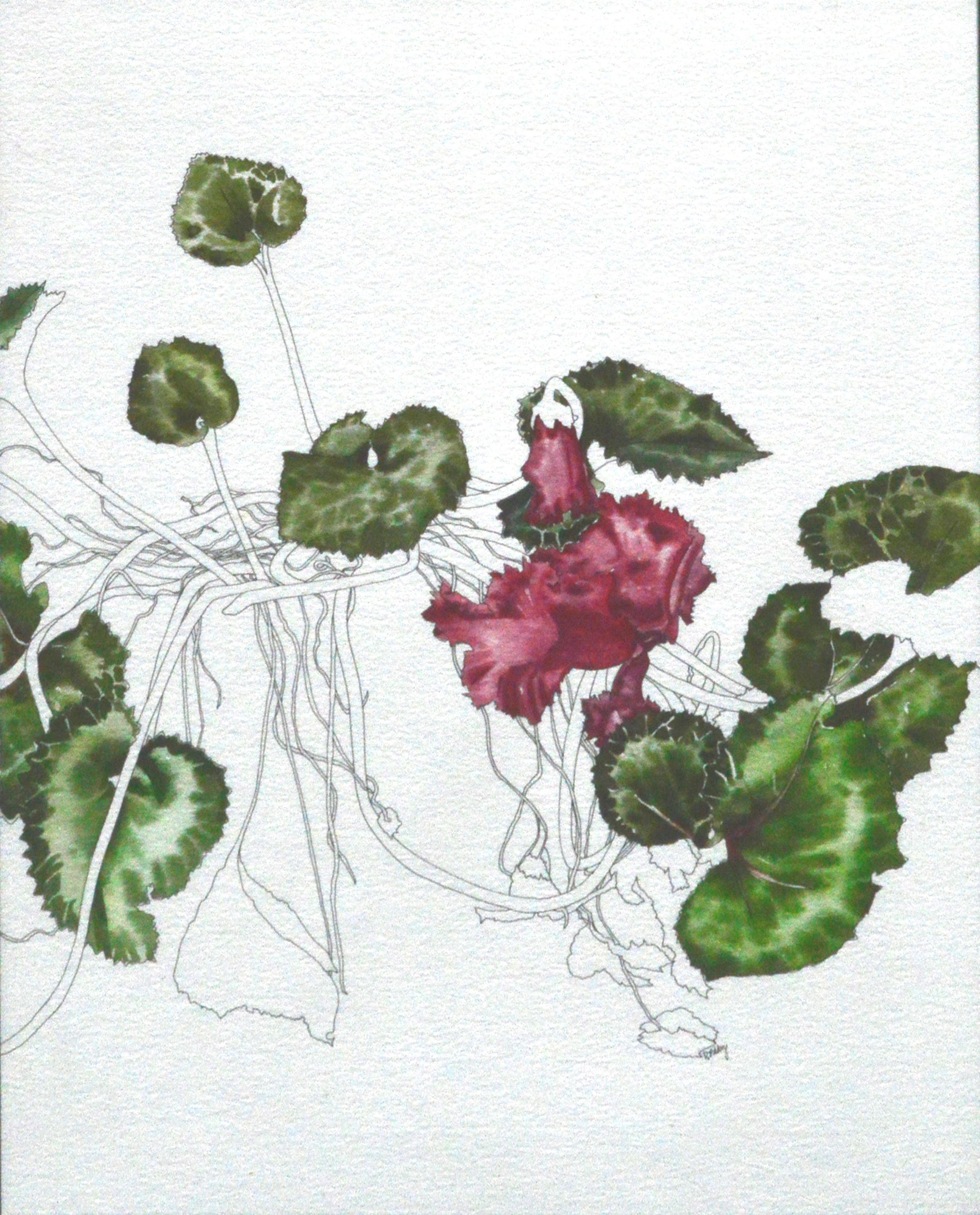 Cyclamen – Botanische Studie  – Art von Deborah Eddy