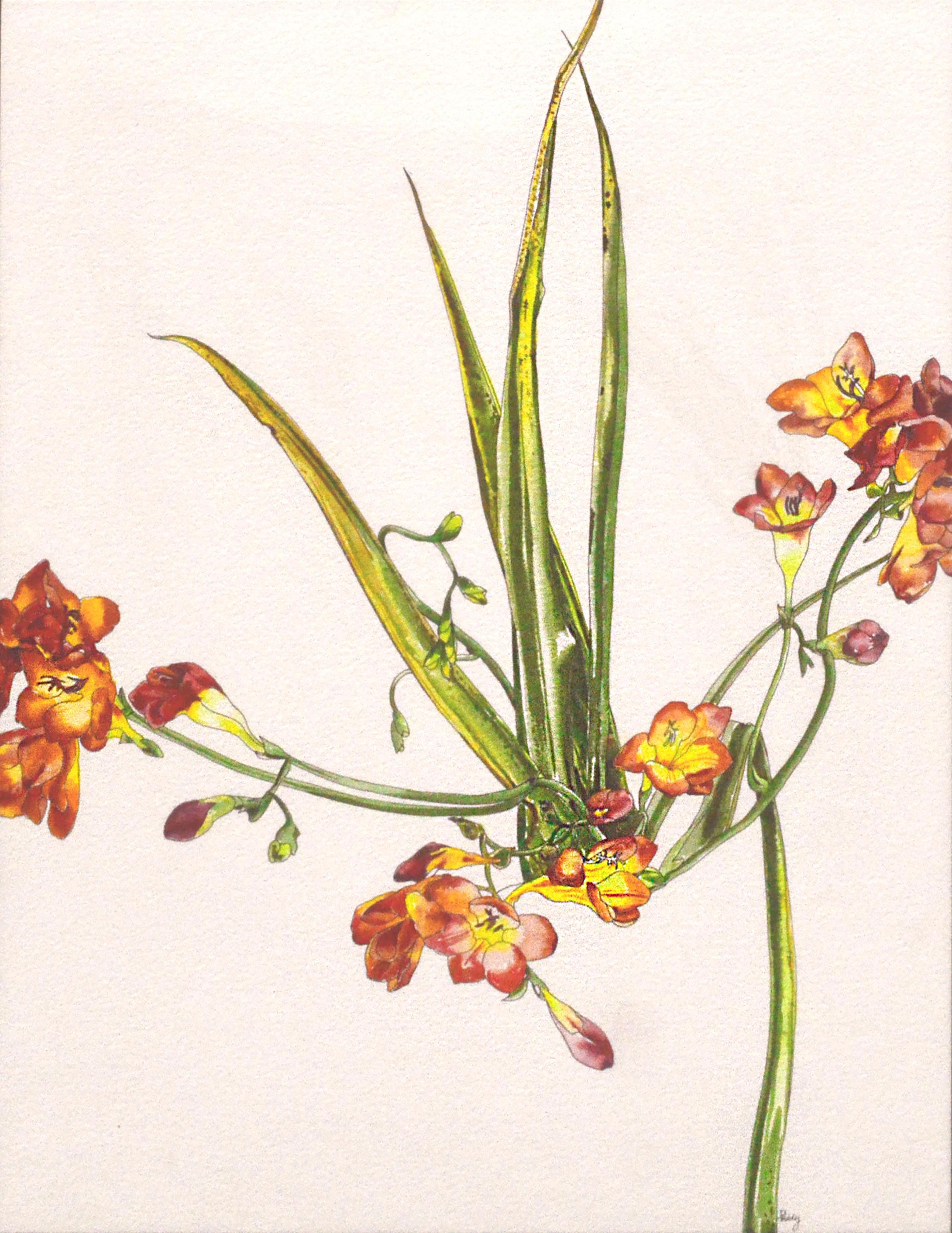 Freesia - Botanical Study  - Art by Deborah Eddy