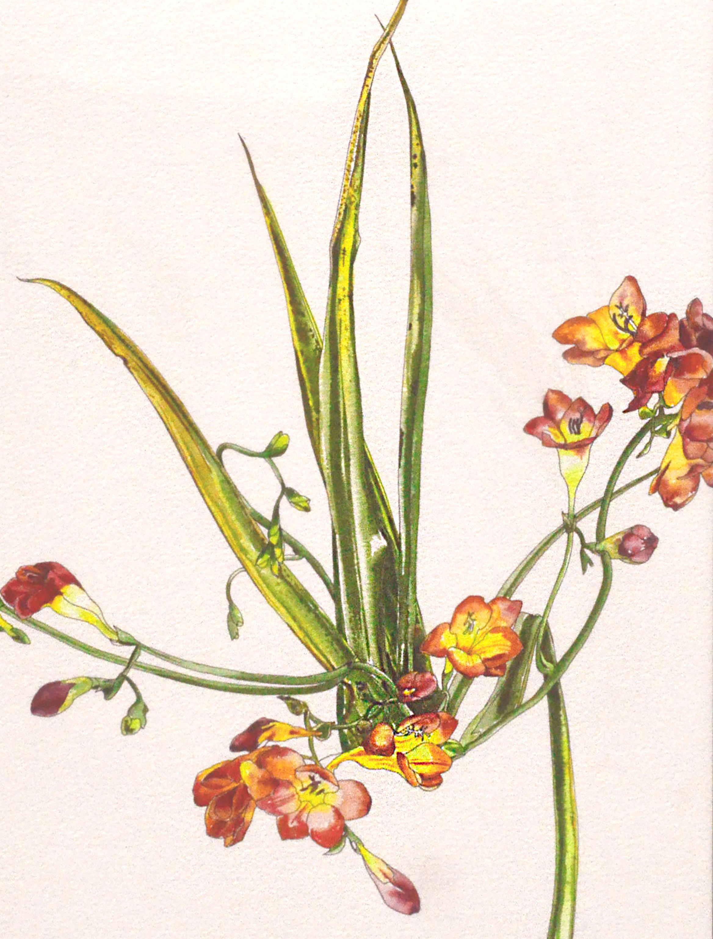 Freisia – Botanikstudie  (Amerikanischer Realismus), Art, von Deborah Eddy
