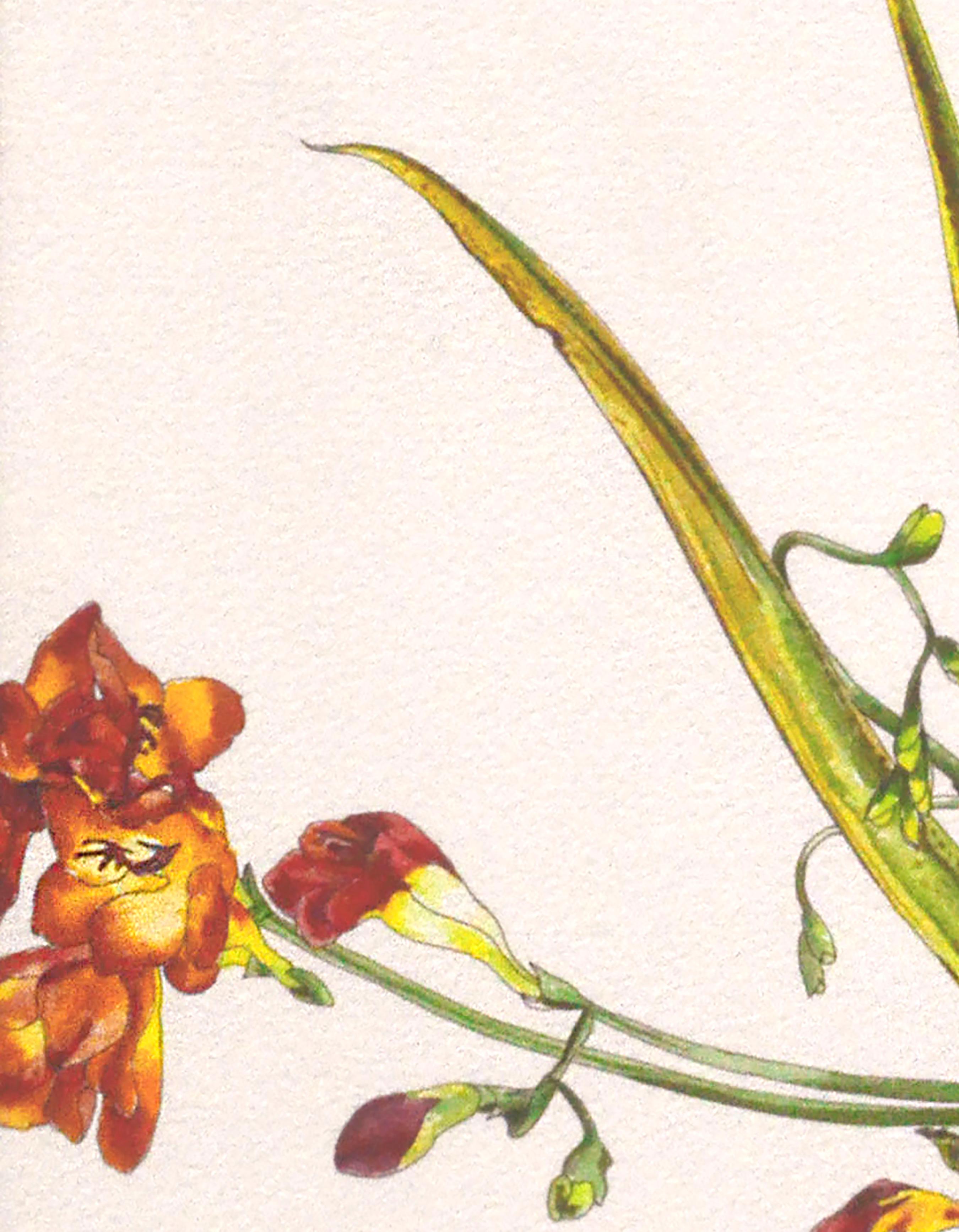 Freisia – Botanikstudie  (Weiß), Still-Life, von Deborah Eddy