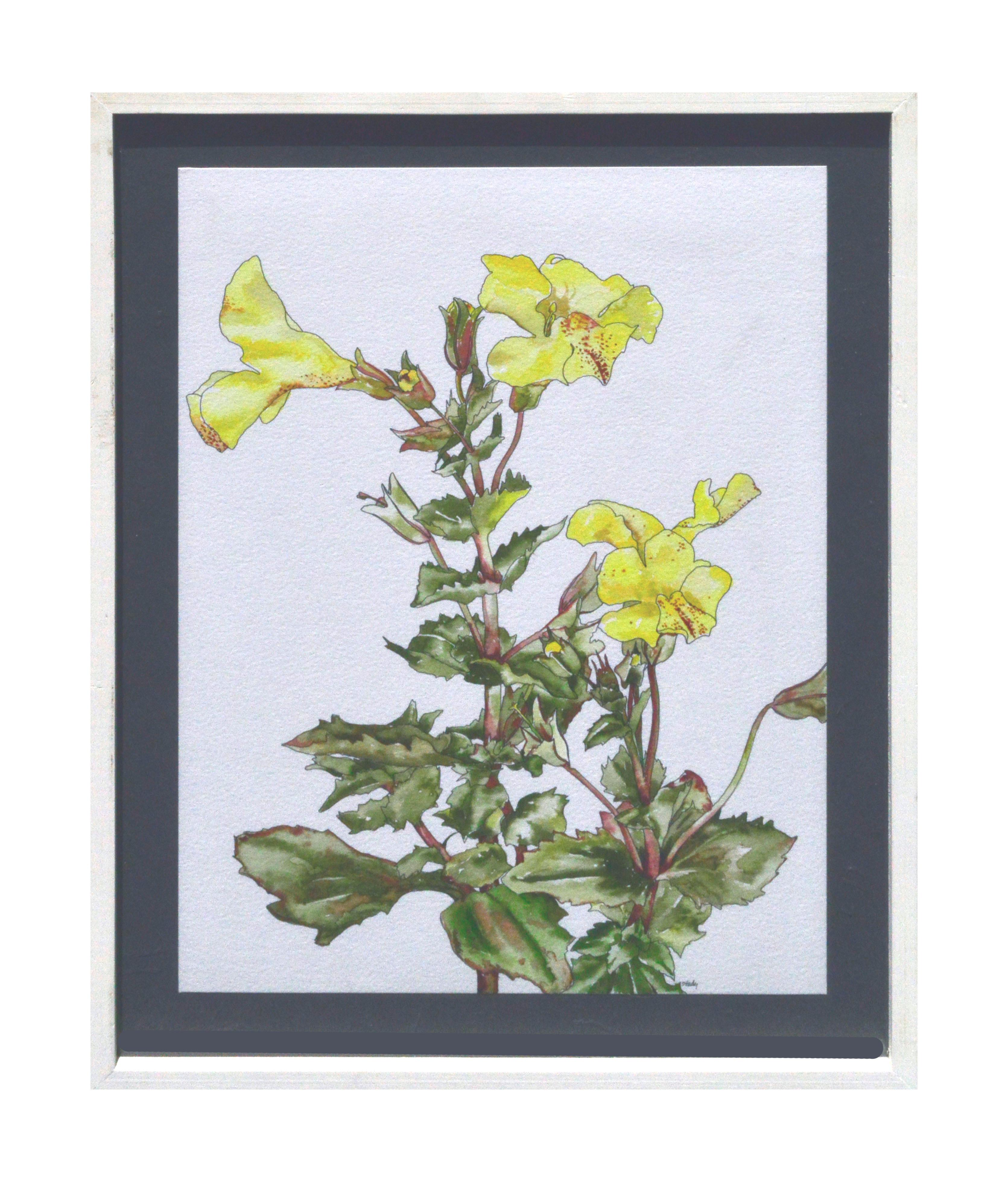 Deborah Eddy Still-Life - Yellow Monkey Flower - Botanical Study 