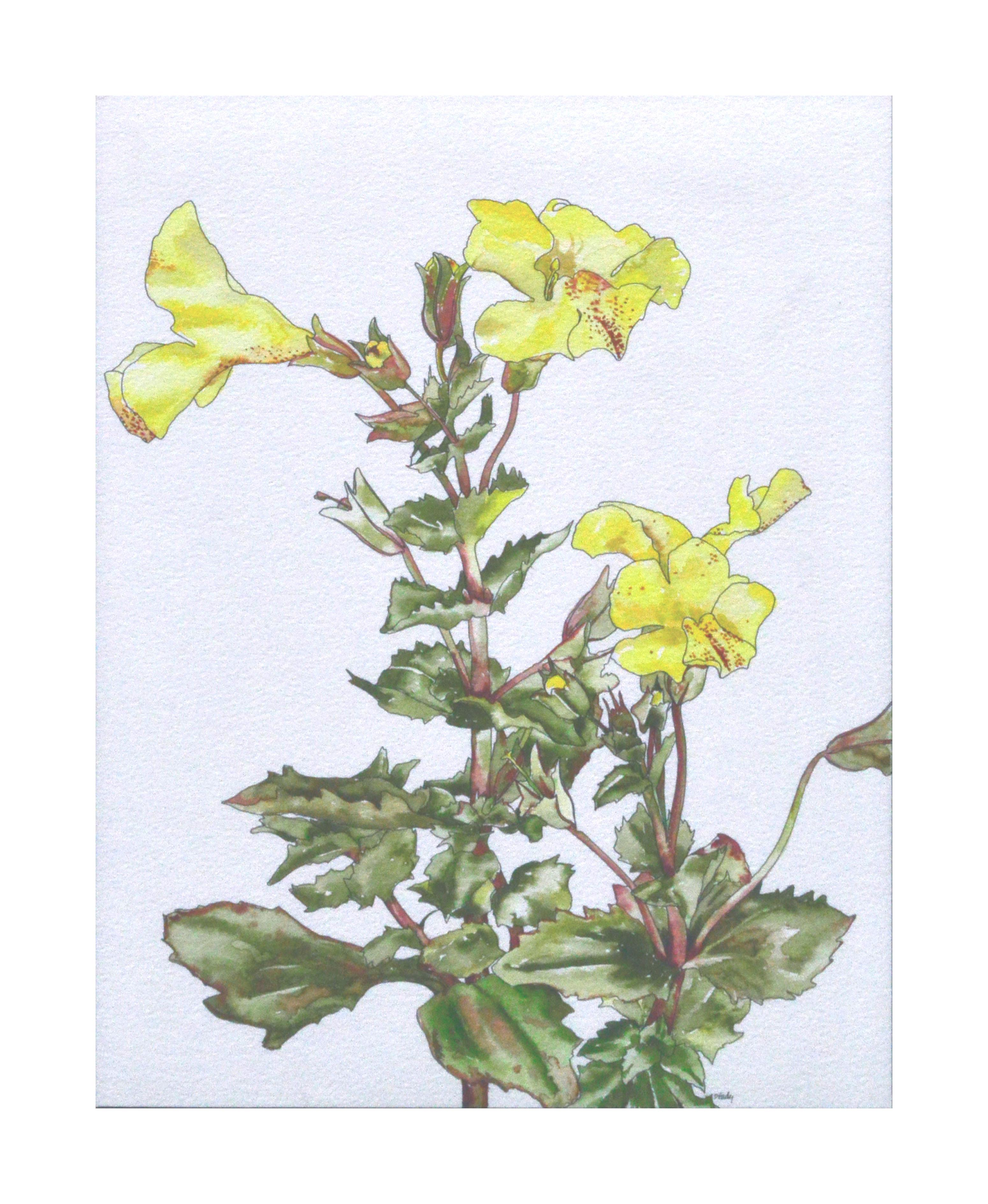 Yellow Monkey Flower - Botanical Study  - Art by Deborah Eddy