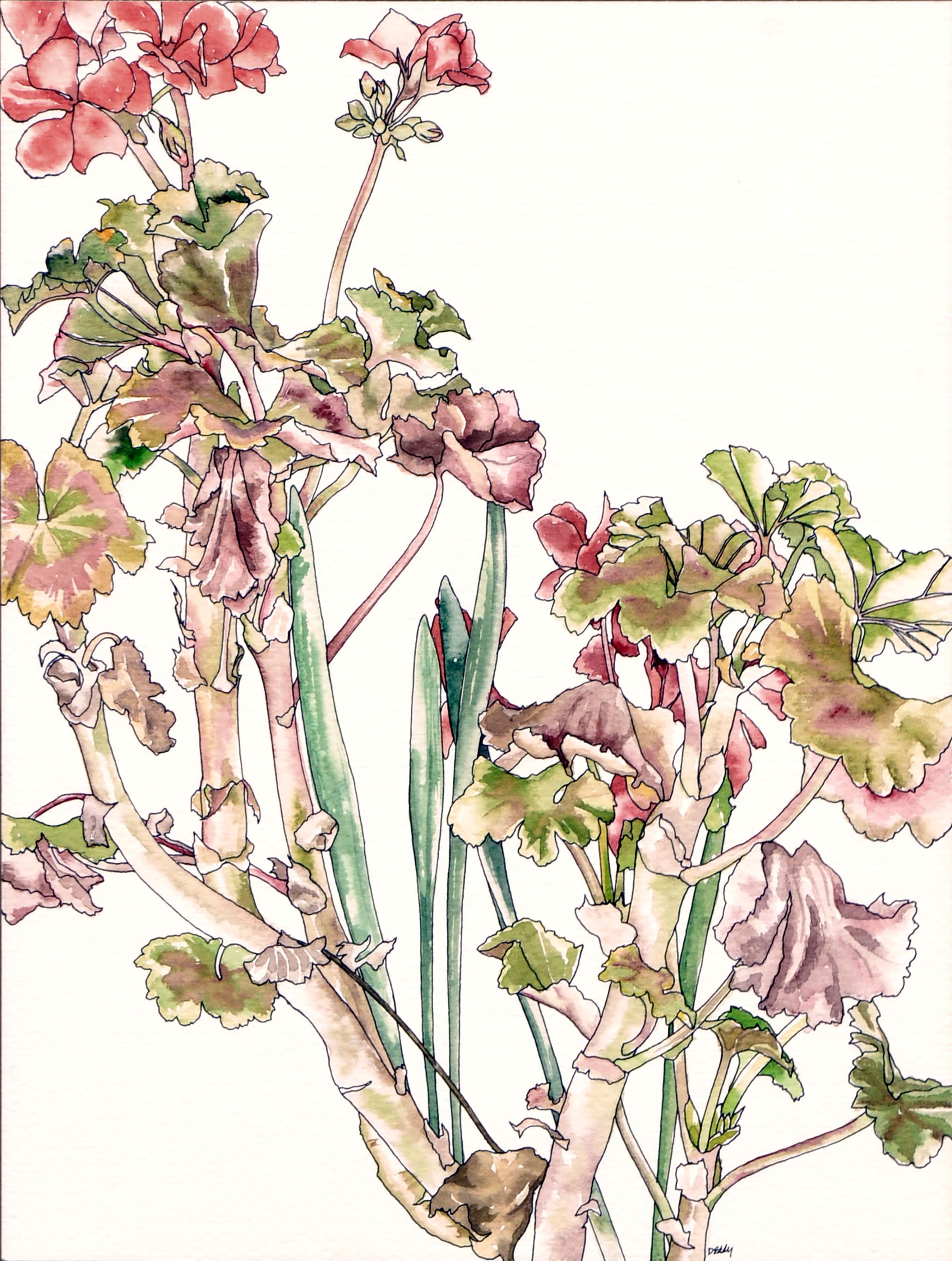 Geraniums & Bulbs - Botanical Study  - Art by Deborah Eddy