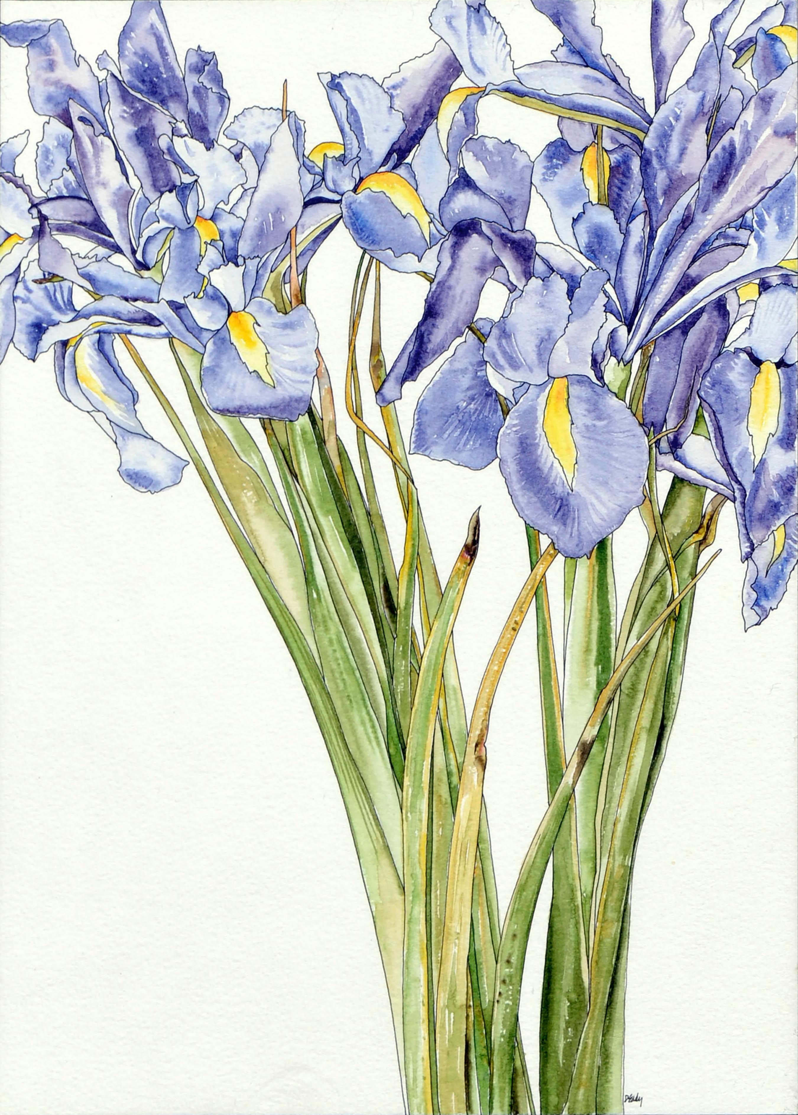 Iris Escaping - Botanical Study  - Art by Deborah Eddy