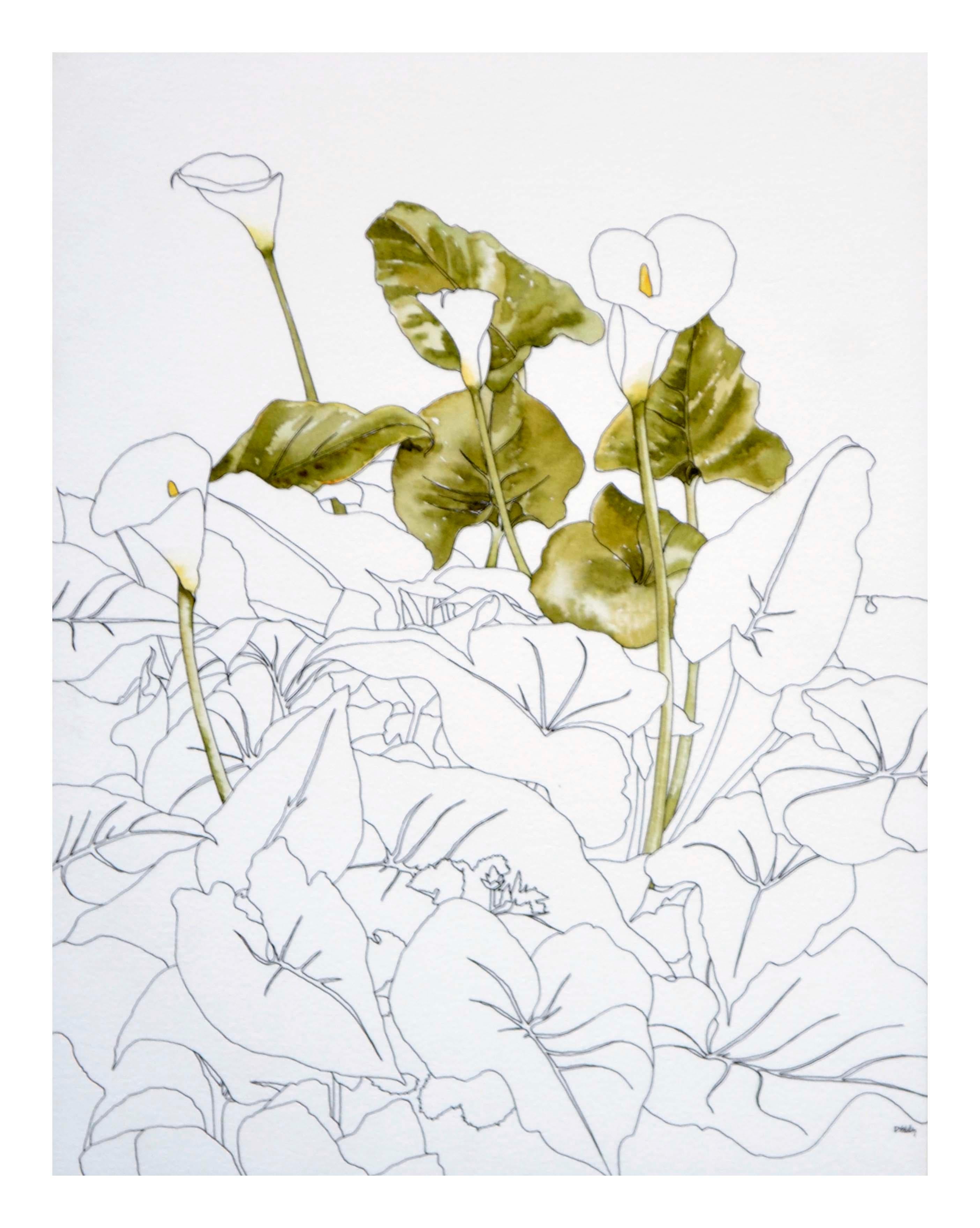 Calla Lily  - Botanical Study  - Art by Deborah Eddy