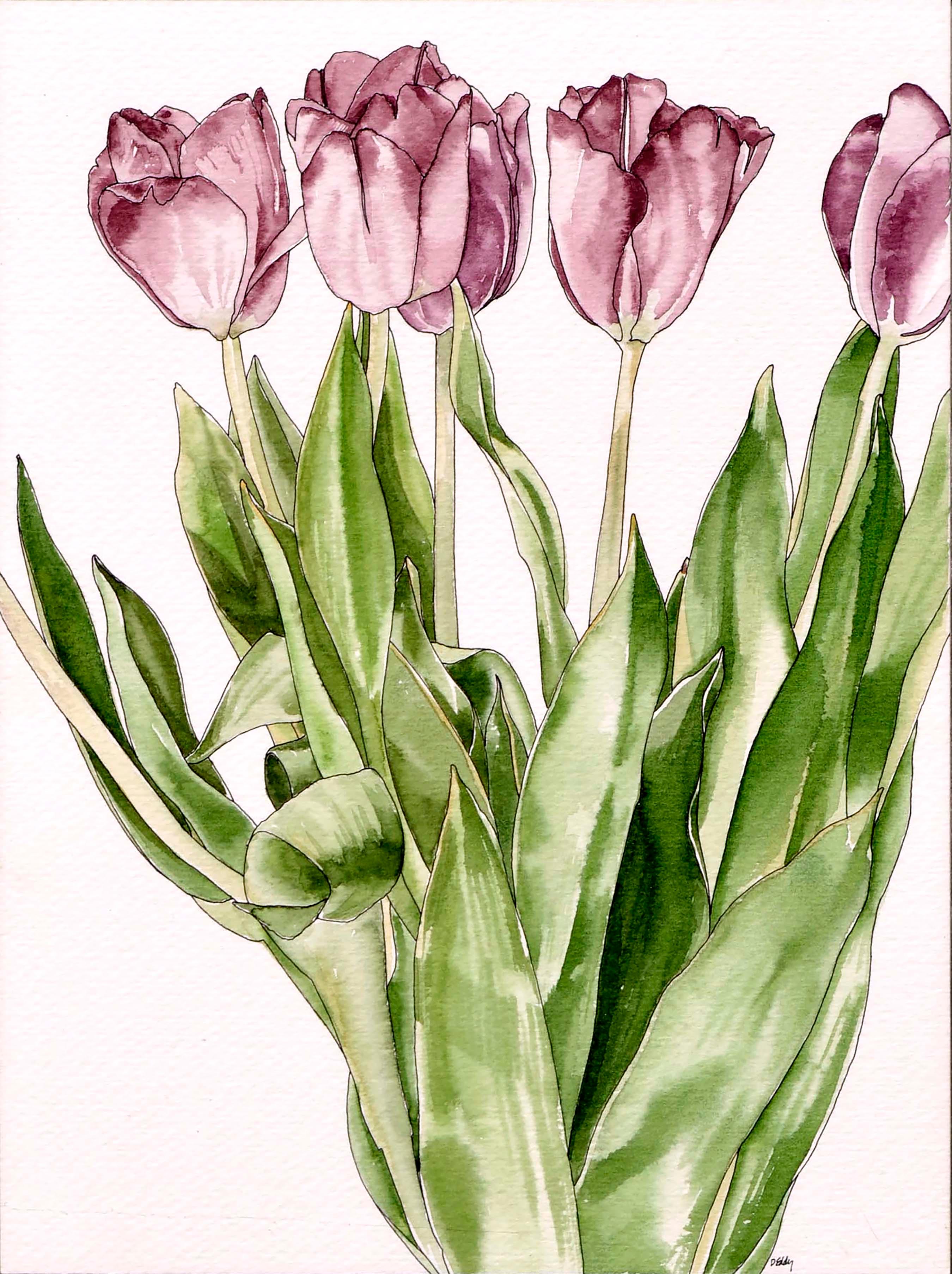 Tulips  - Botanical Study  - Art by Deborah Eddy