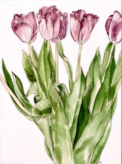 Tulipanes  - Estudio Botánico