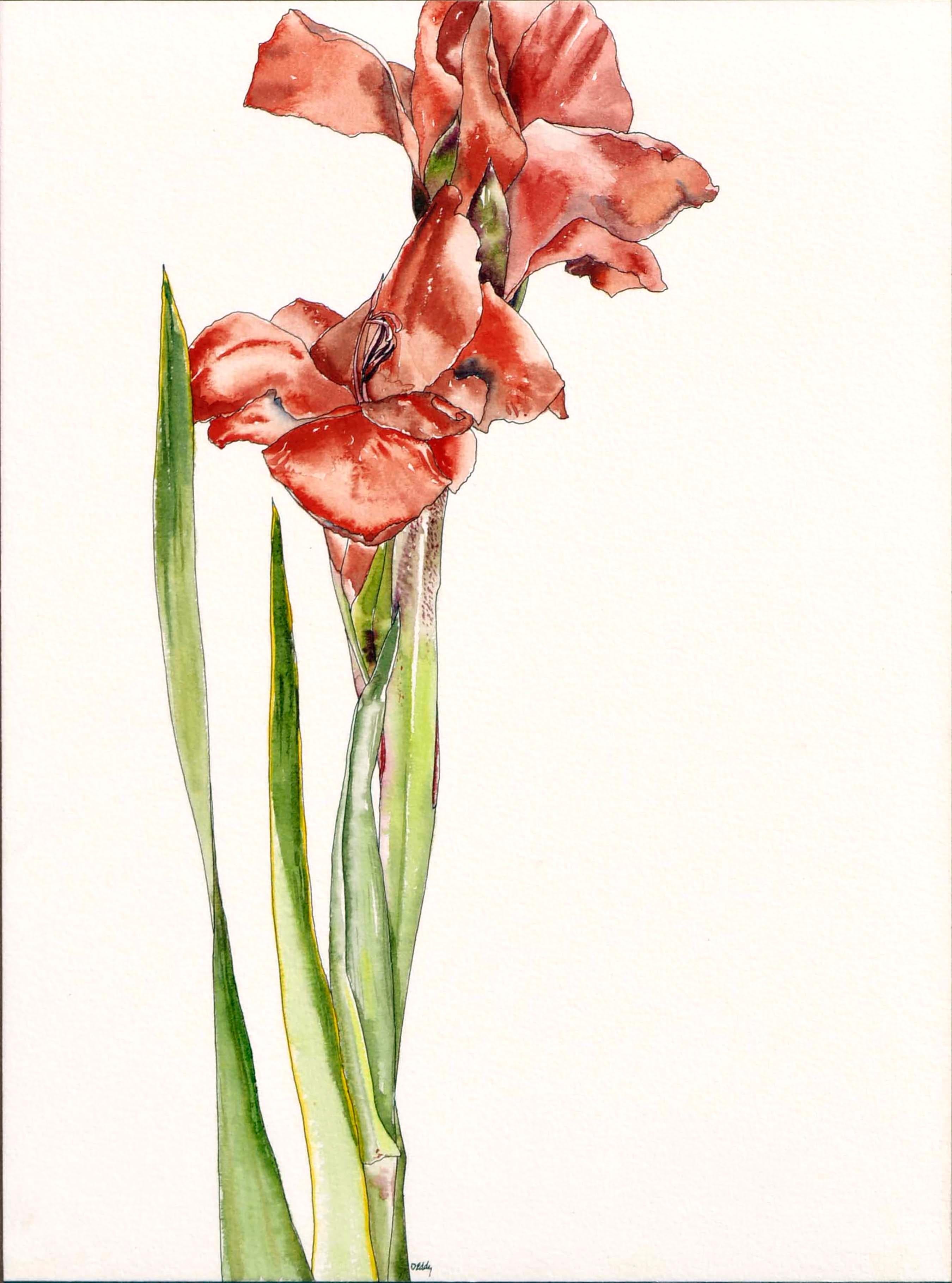 Gladiolas  - Botanische Studie  – Art von Deborah Eddy
