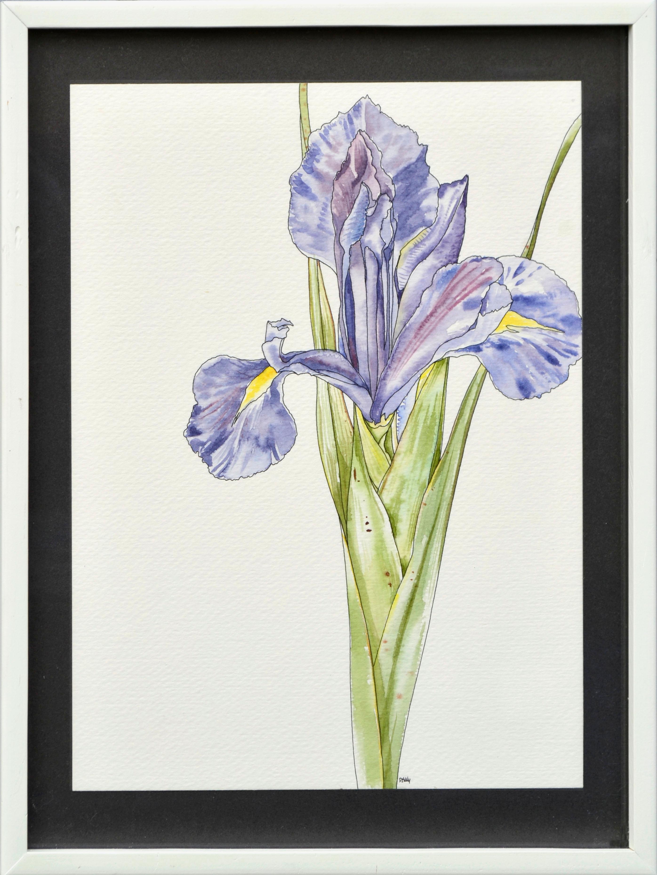 Iris  - Botanical Study 