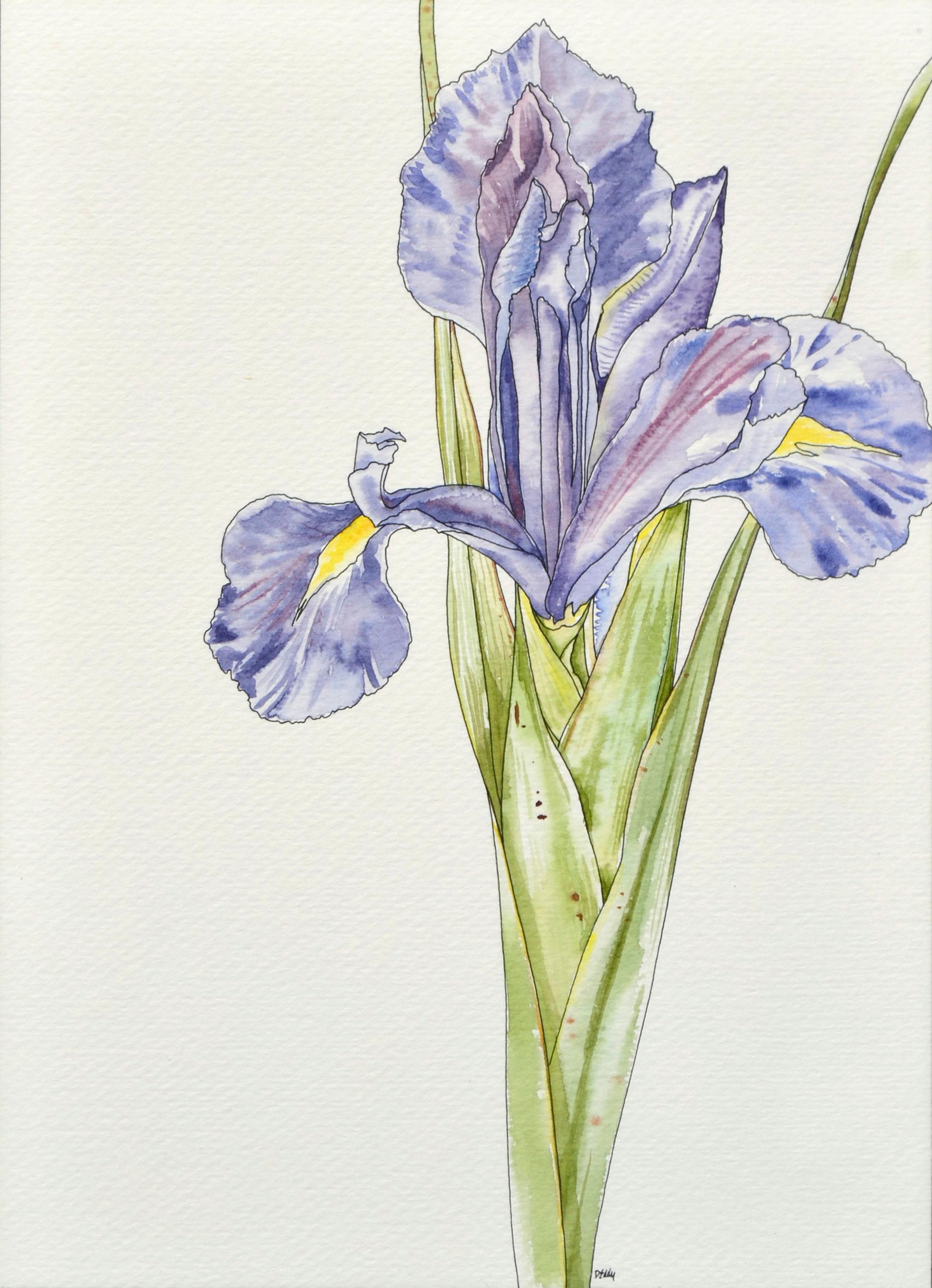 Iris  - Botanical Study  - Art by Deborah Eddy